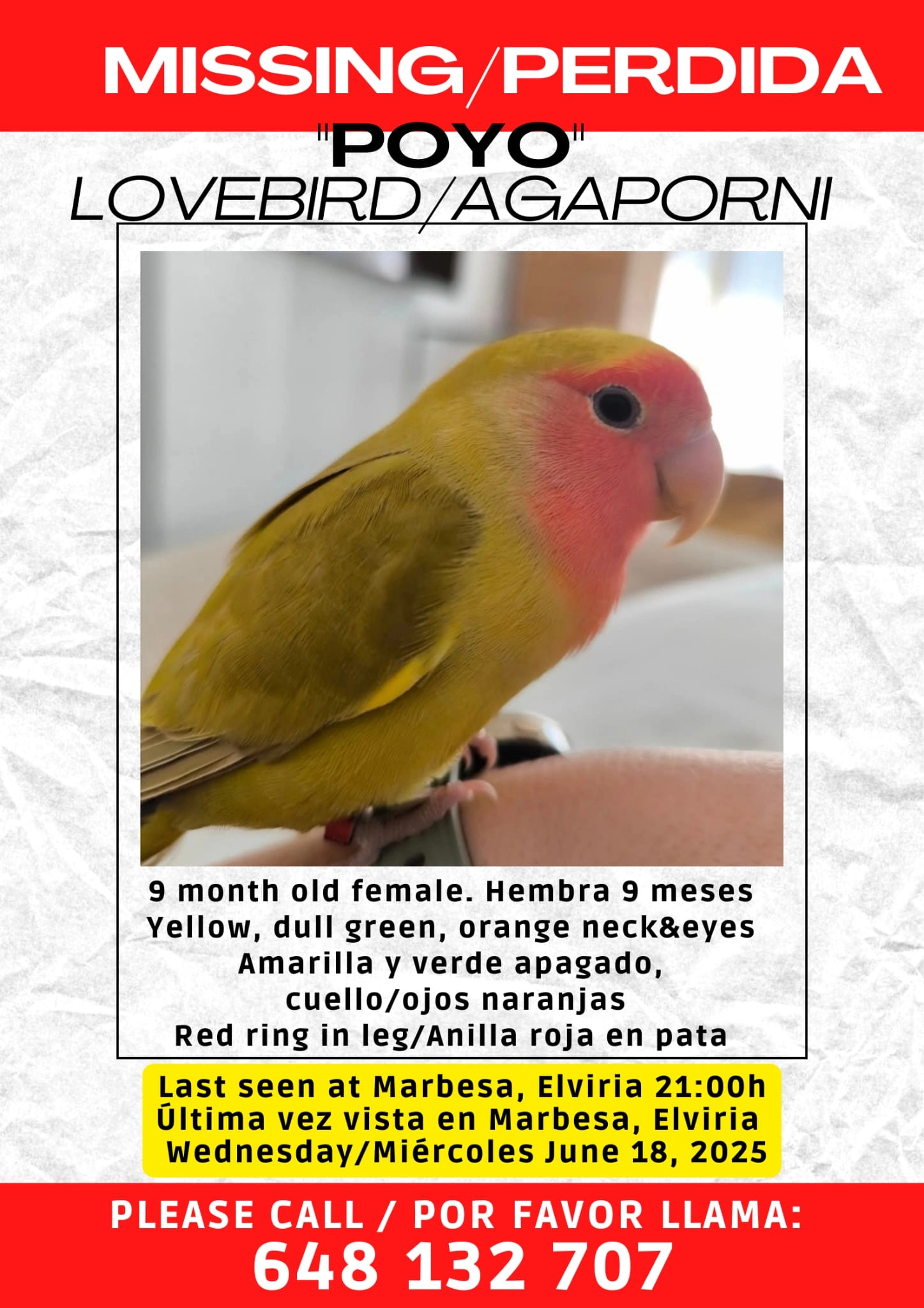 Pollo - Avenida De Asturias, Marbella