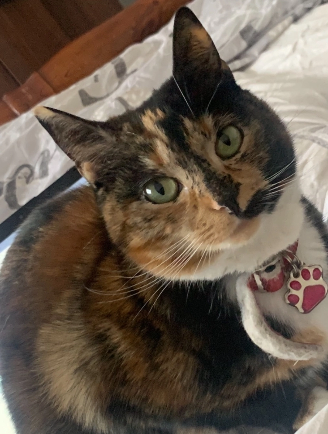 Daisy - TF3 2, Telford