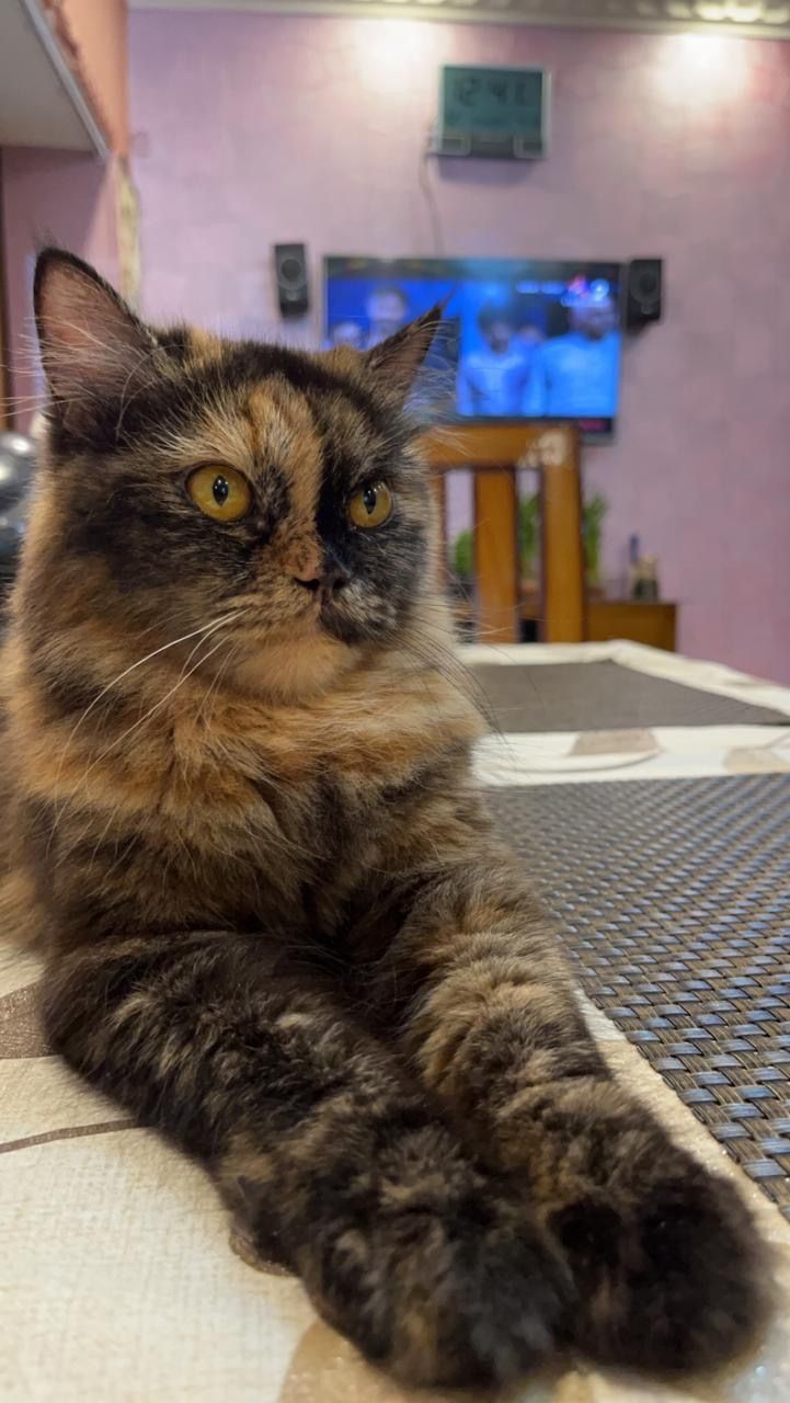 Maya - Bright Street, Ballygunge