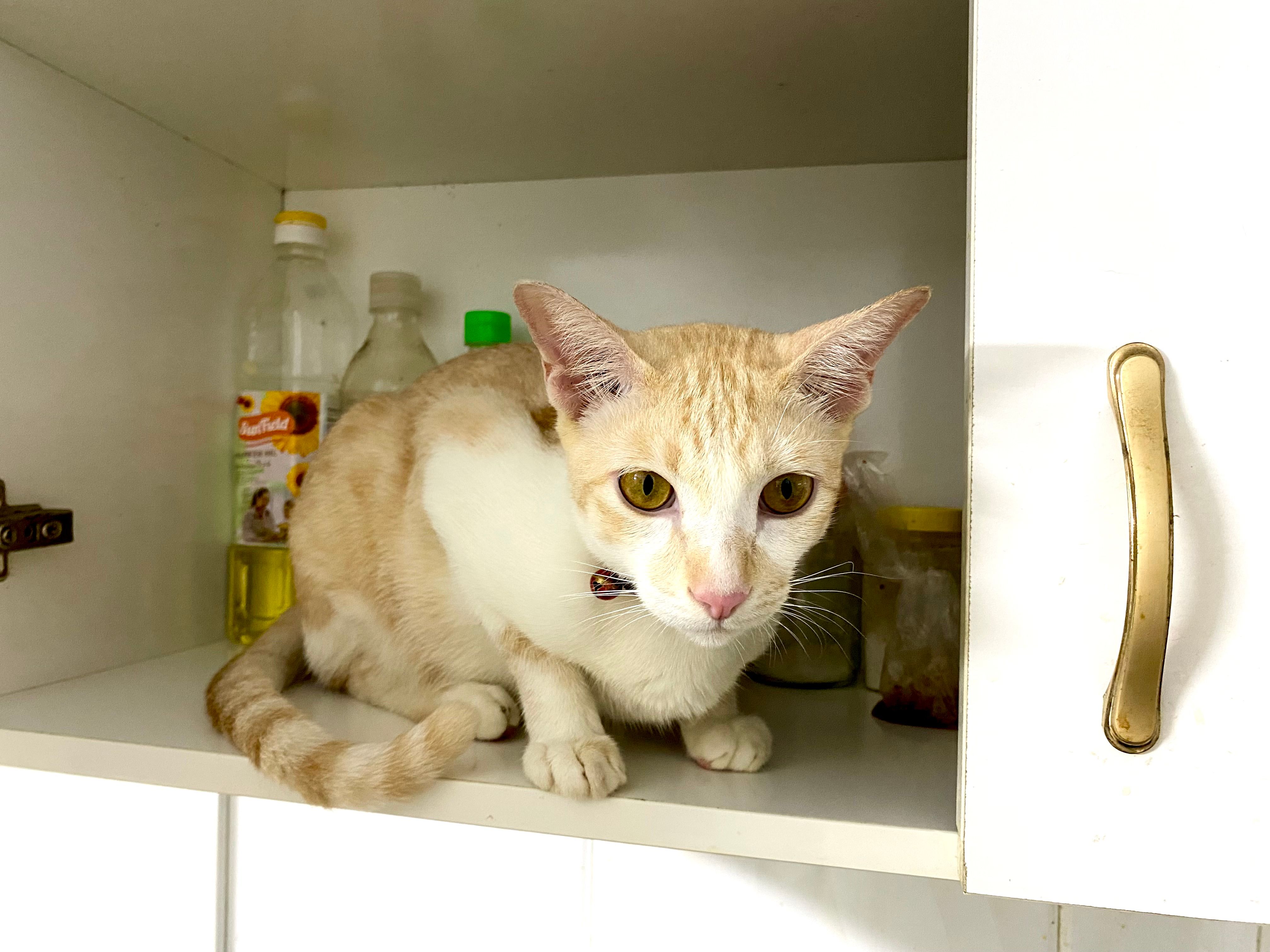 Felix Or Lick - Phum Kok Khleang Khan Sen Sok Behind Wat Somrong Andet, Phnom Penh Thmei