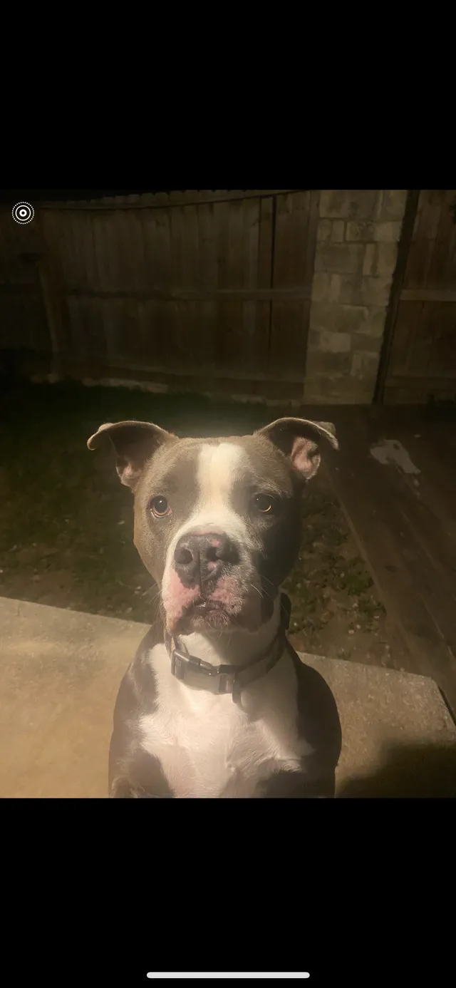 Zeus - 309 Towne House Ln, Richardson