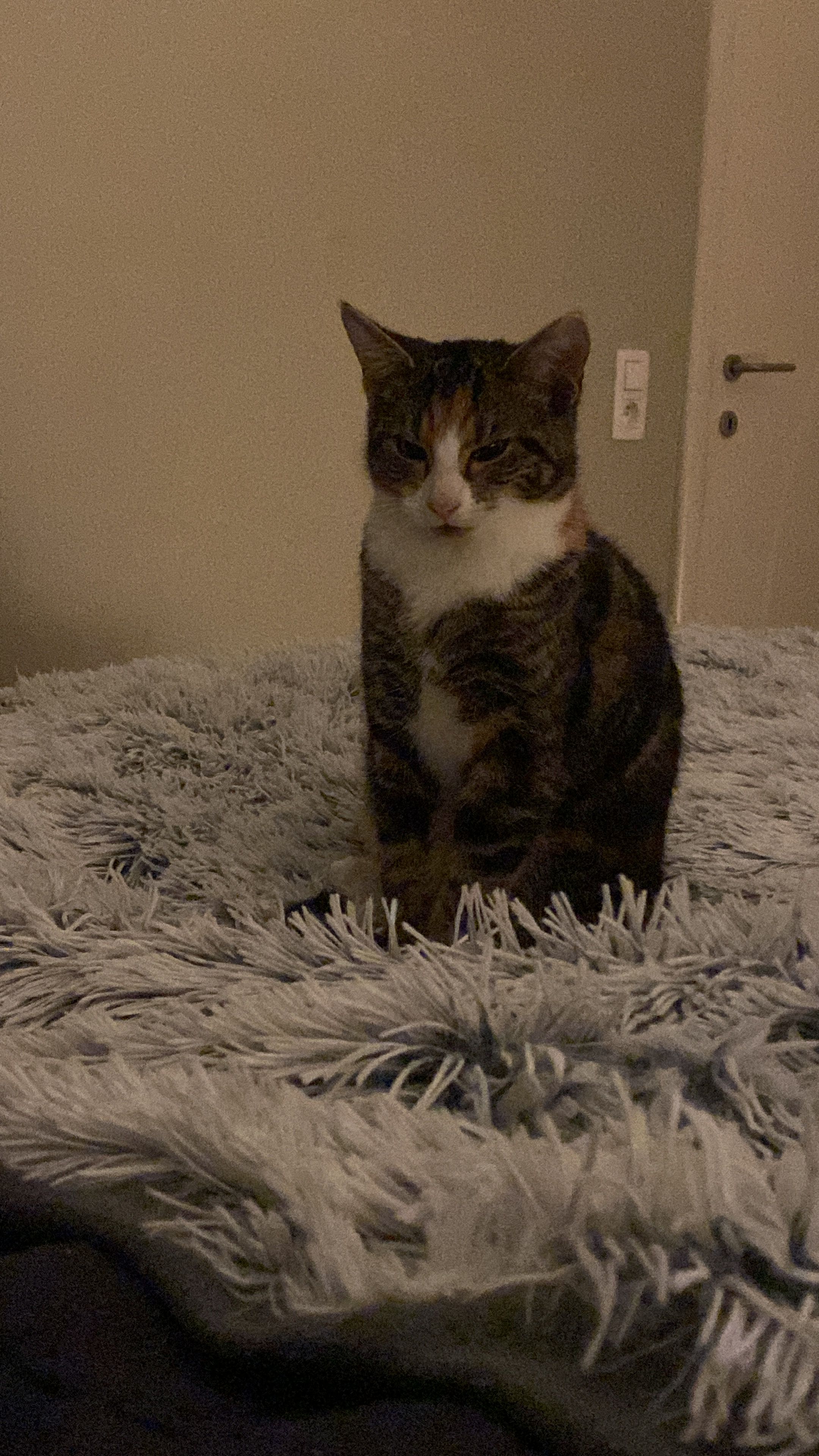 Muffin - Rue des Fusillés, Baelen