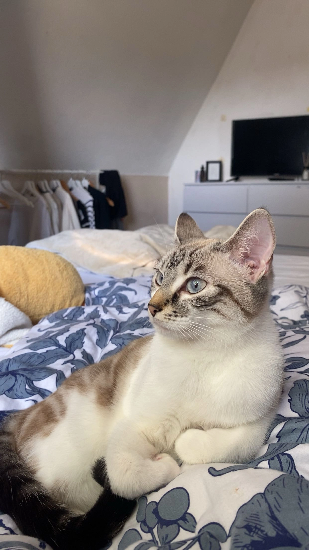 Poppy - Drosselweg, Trier