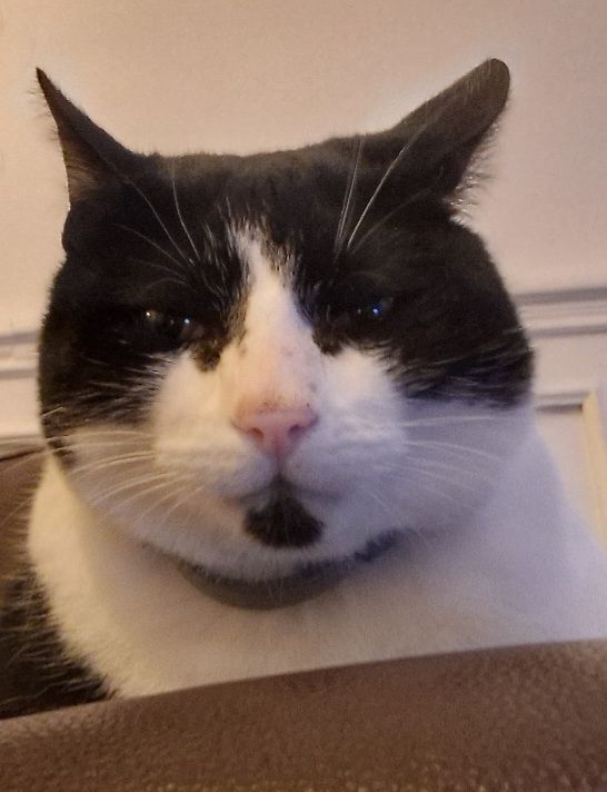 Moumousse  - 18 Rue Marchais, Orléans