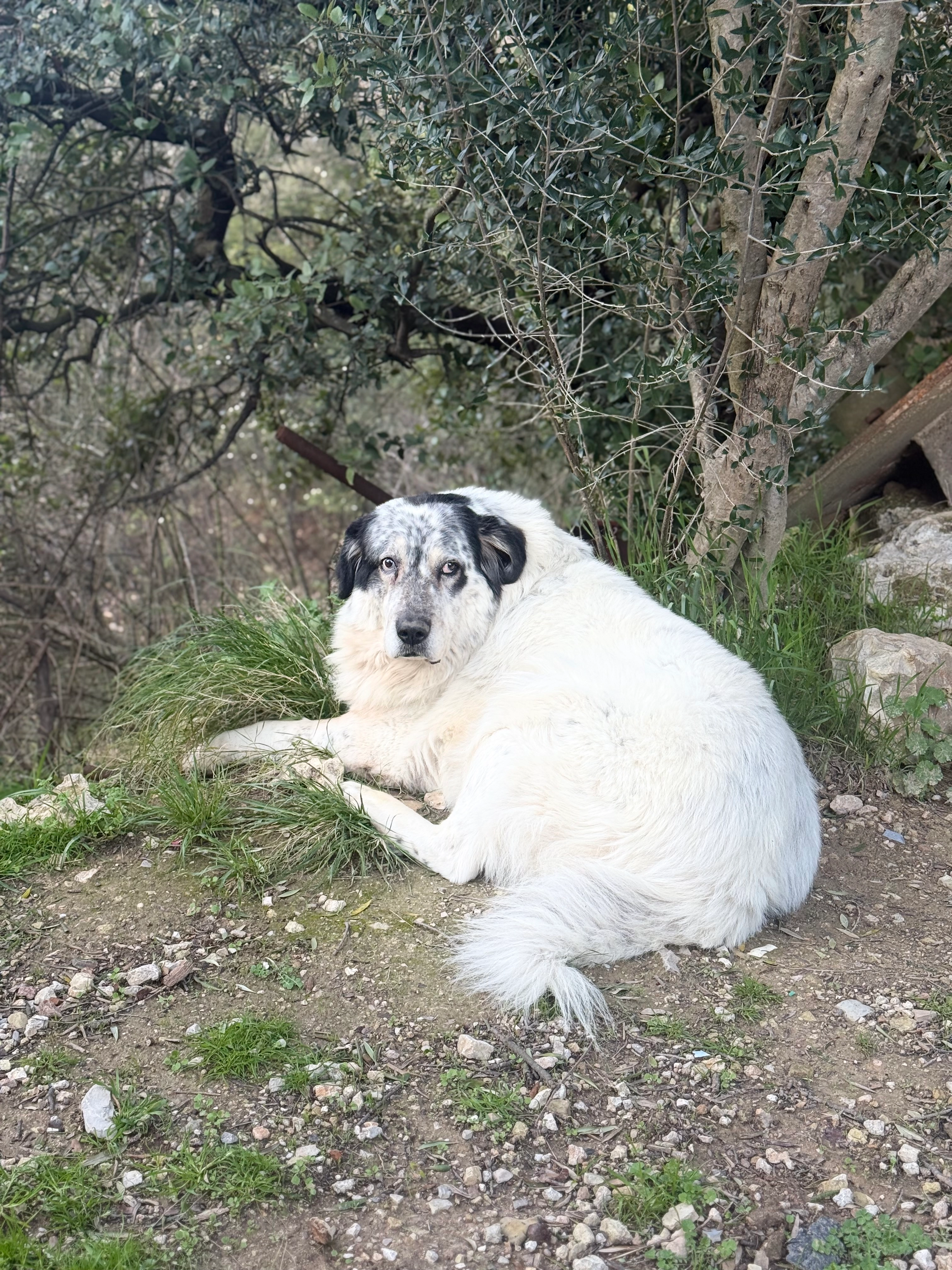 Kuma - Le Vallon Pregon, Cuers
