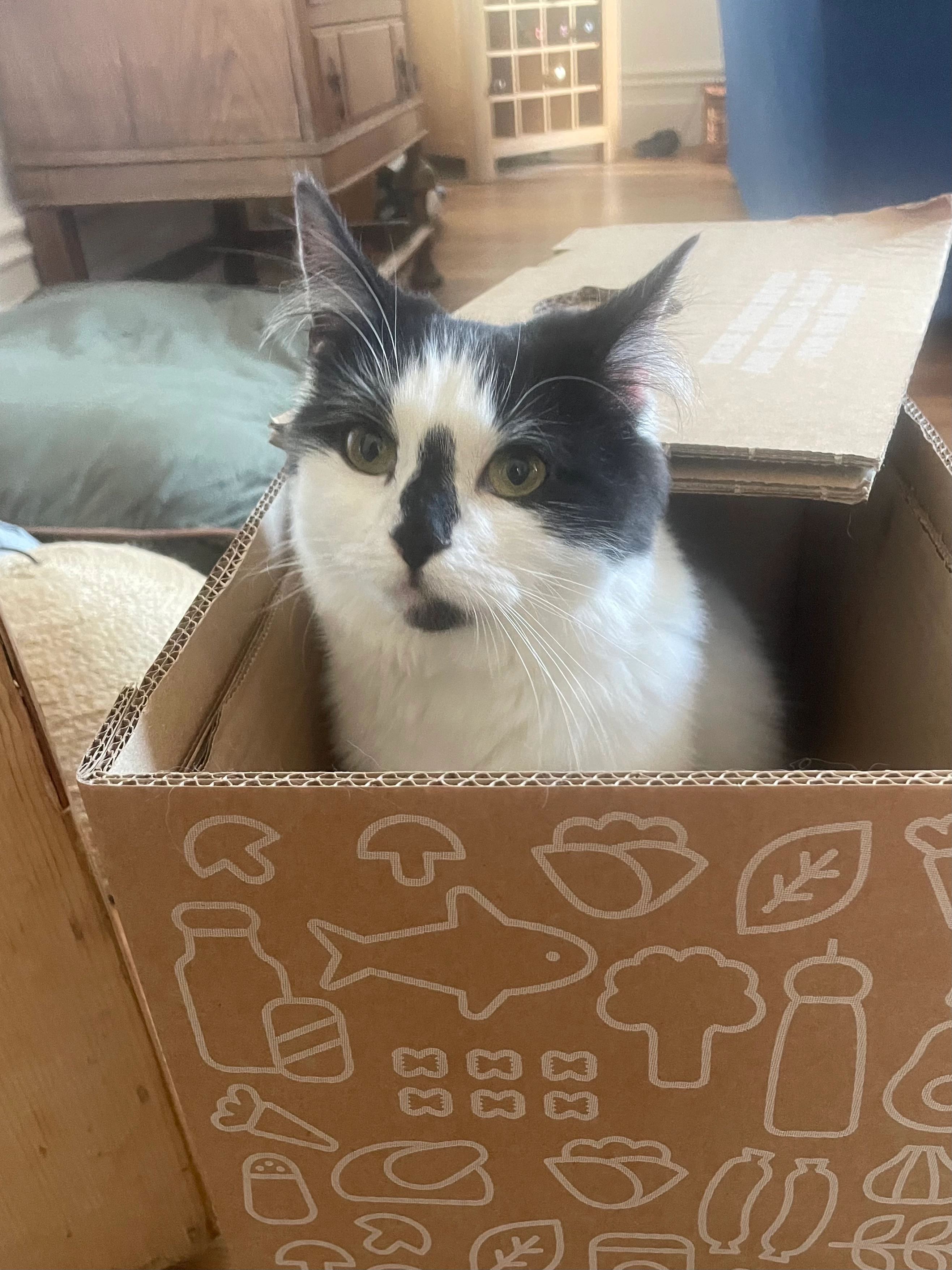 Jessie - South Road, Taunton