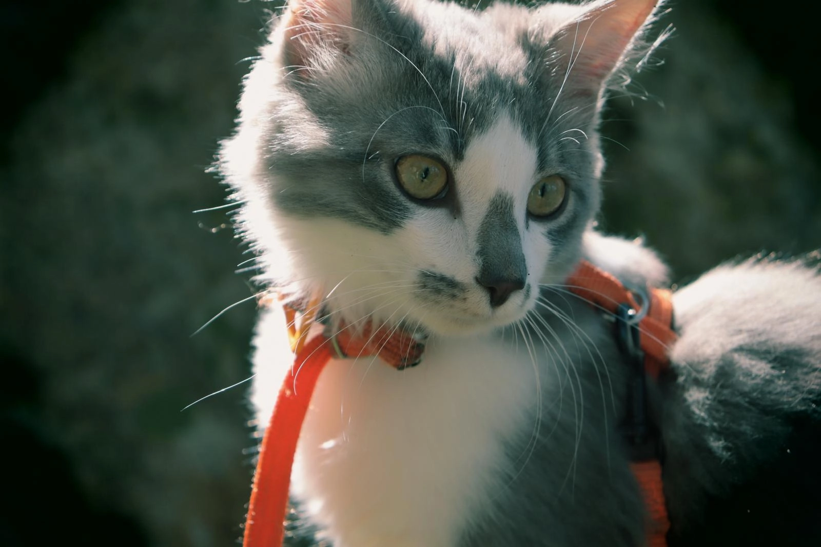 Galaad - Allée de la Blanche Lande, Servon-sur-Vilaine