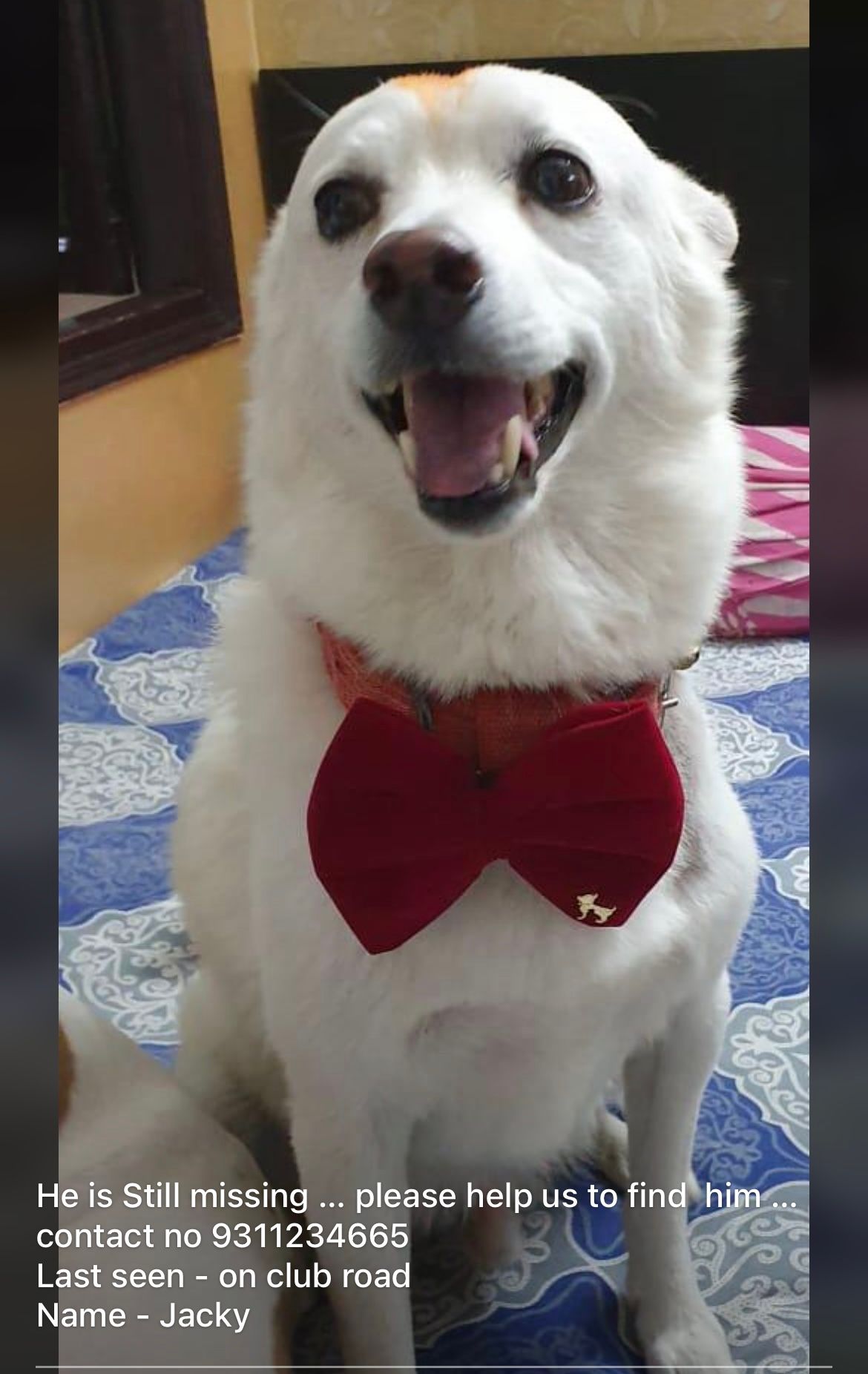 Jacky - Punjabi Bagh, New Delhi