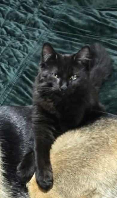 Nero - DN7 5, Doncaster