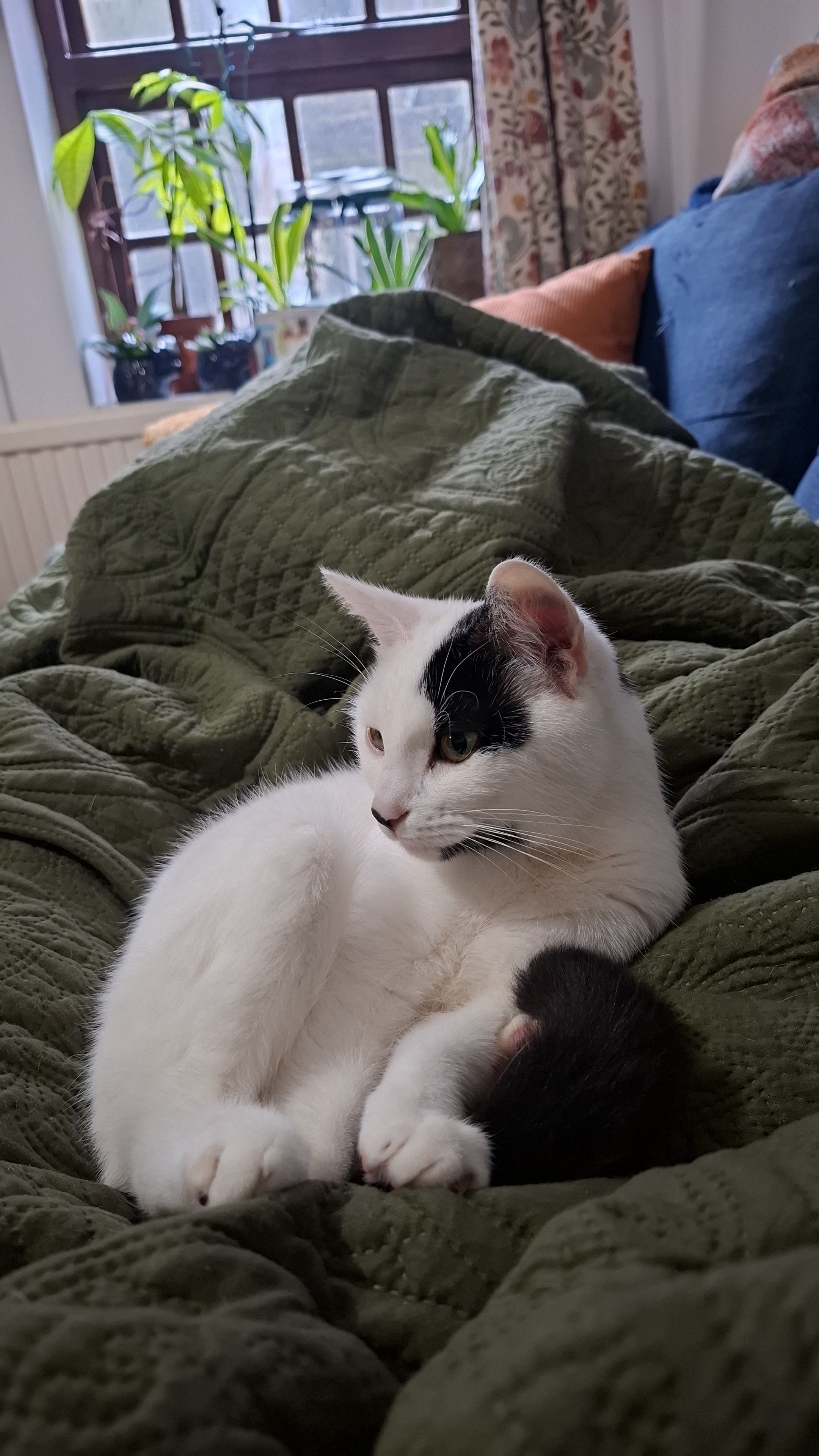 Lilo - Broadway, Pontypridd