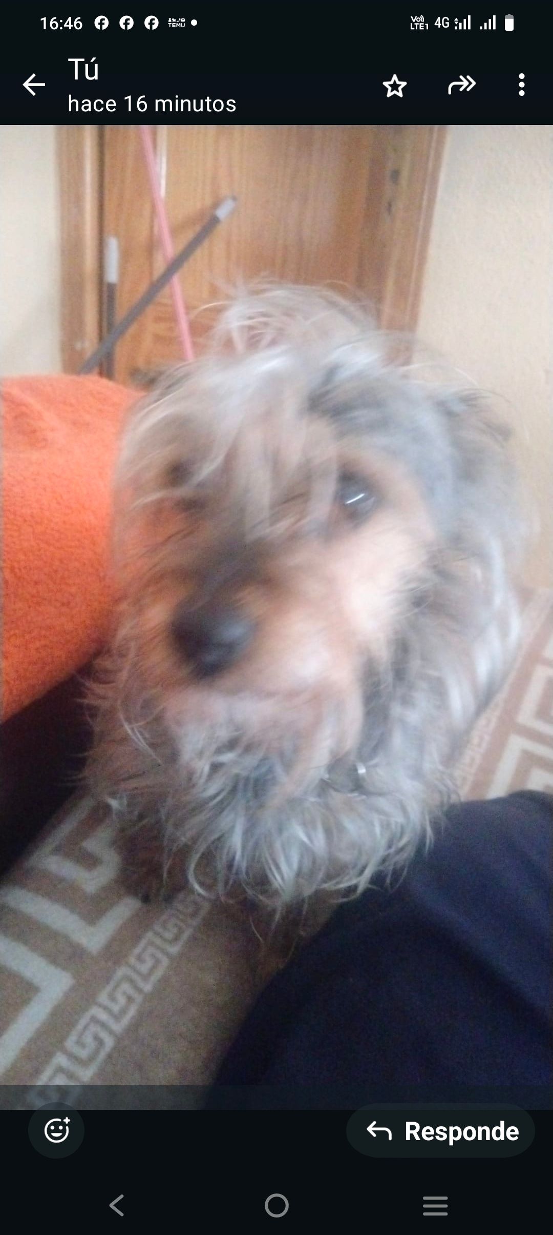 Chulo - Plaza de Miraflores, Málaga