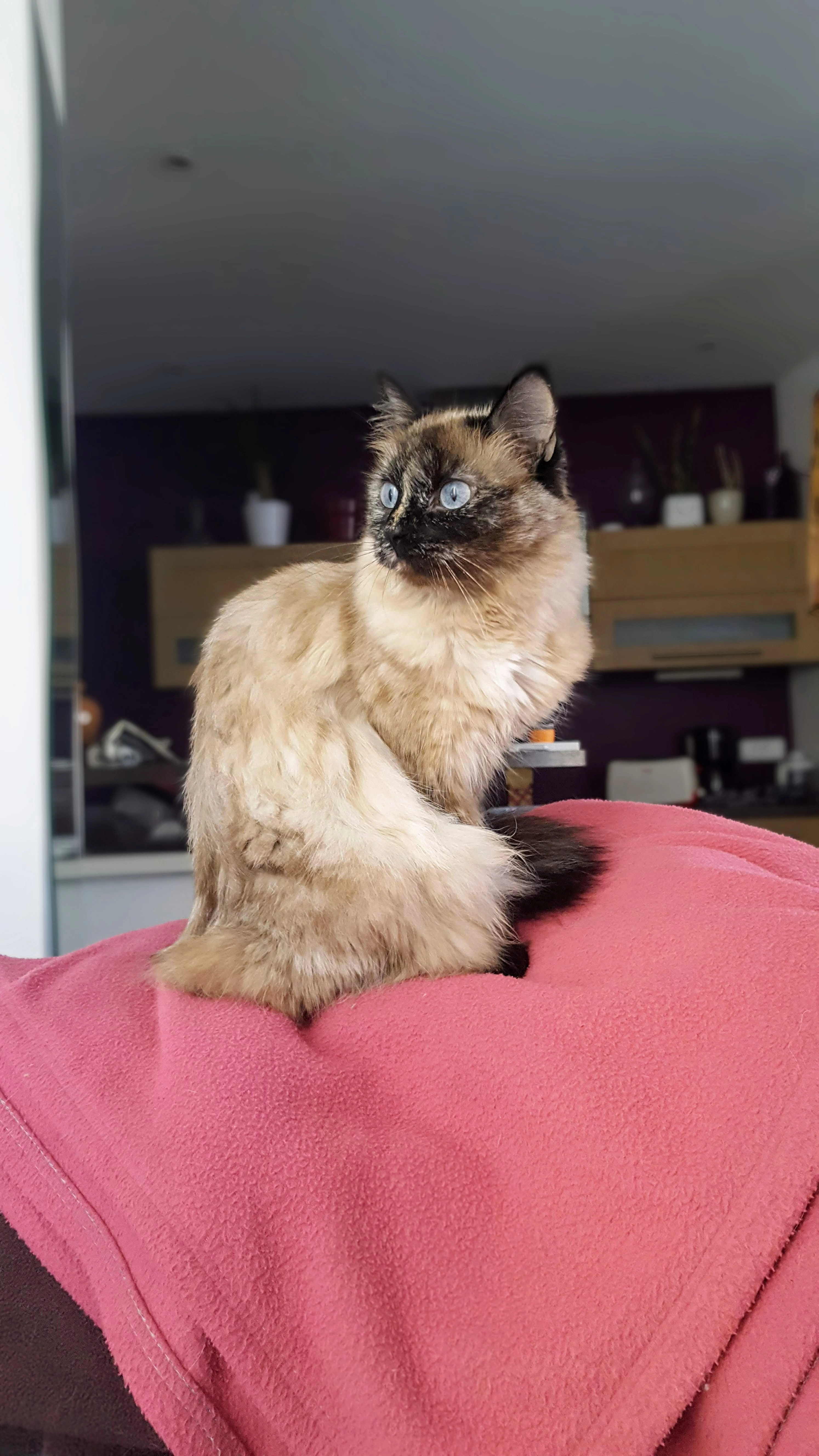 Mimi - 9 Rue de Cantarou, Golfech