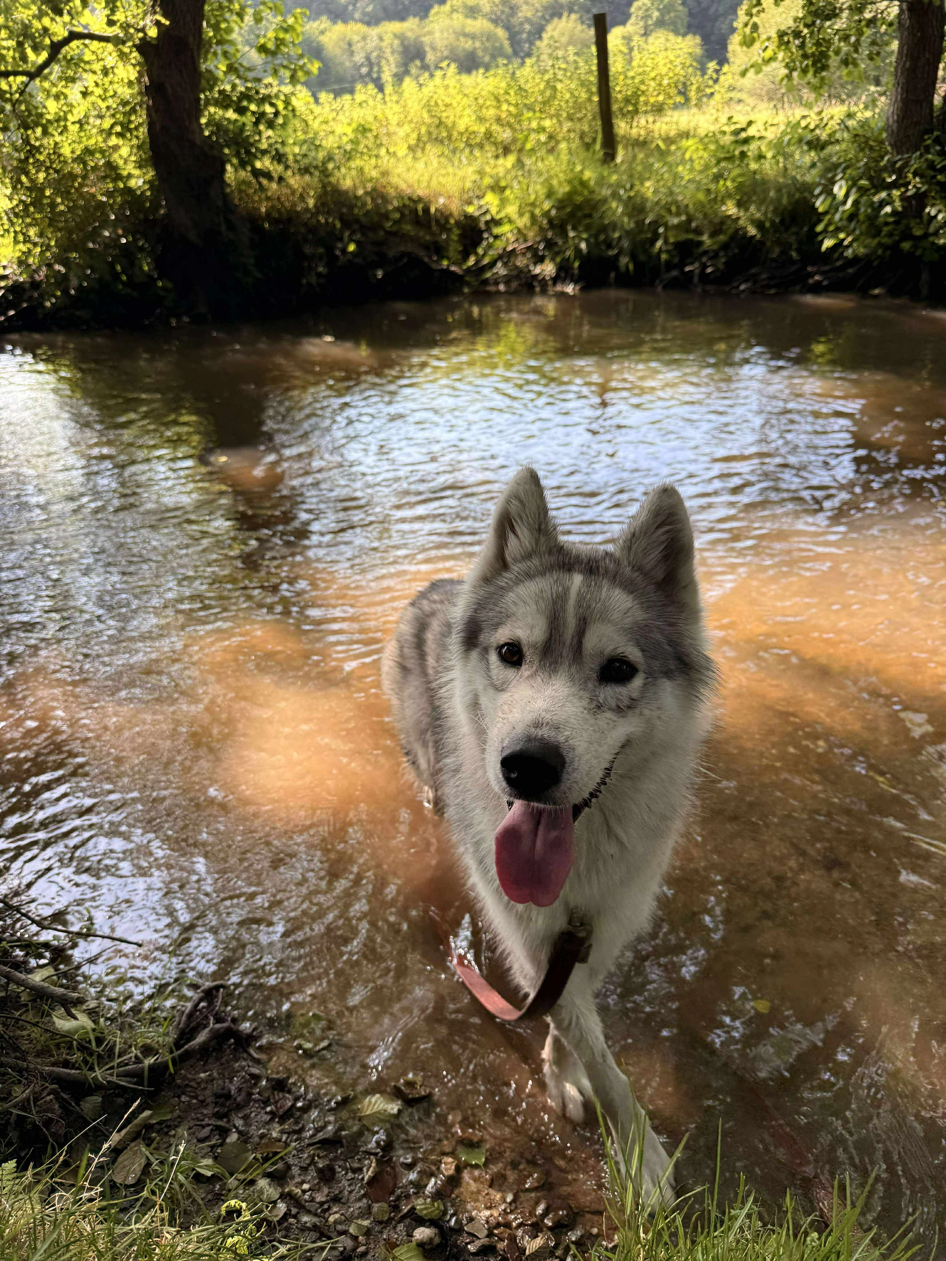 Ivar - Rue de l'Abbaye, La Lucerne-d'Outremer