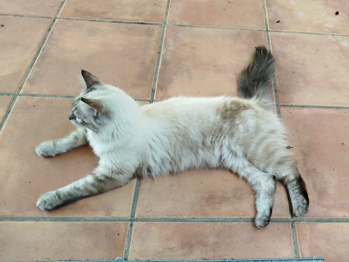 GNOKIE  - 12 Rue Rabelais, Auch