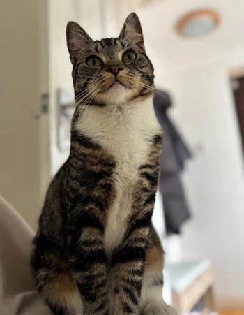 Poppy - RM12 6, Hornchurch