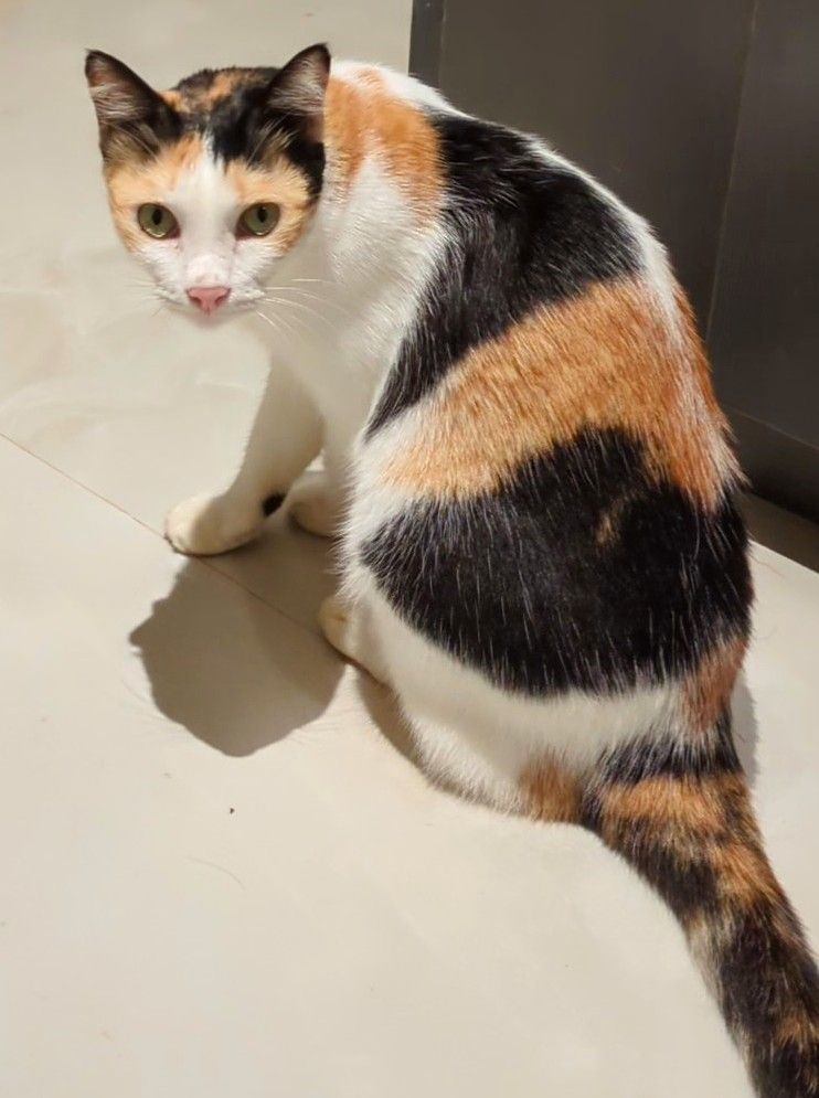 Puffy - 575020, Mangaluru