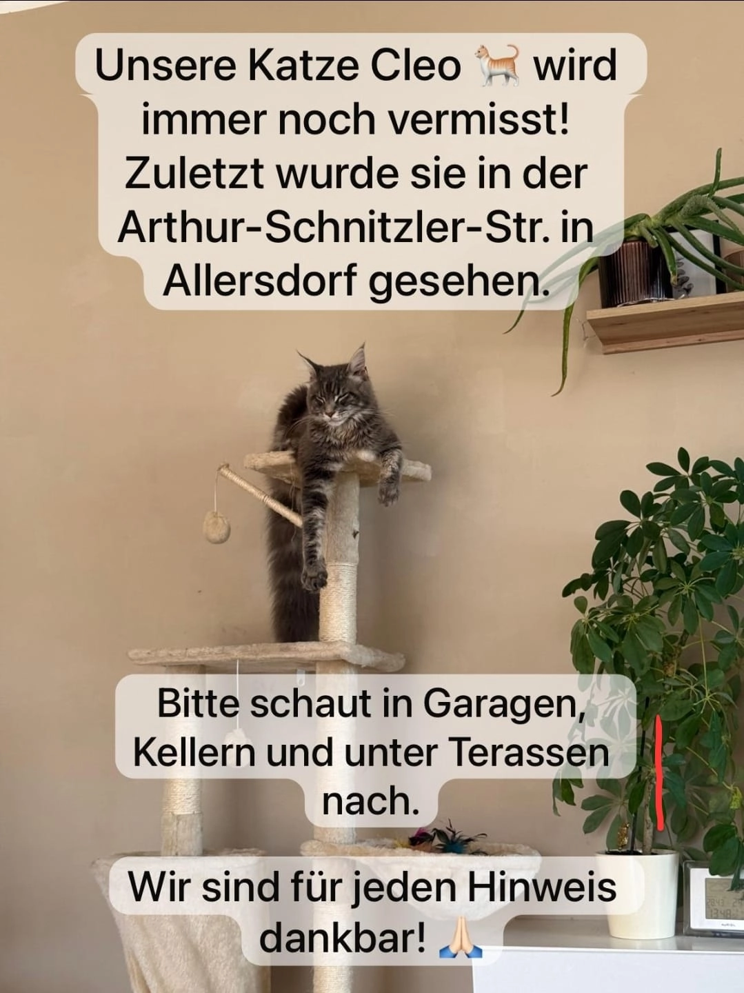 Cleo - Arthur-Schnitzler-Straße 19, Amstetten