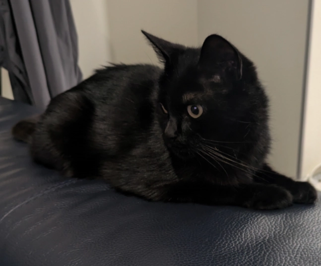 Shadow - Sentier de la Jarrie, Montfermeil