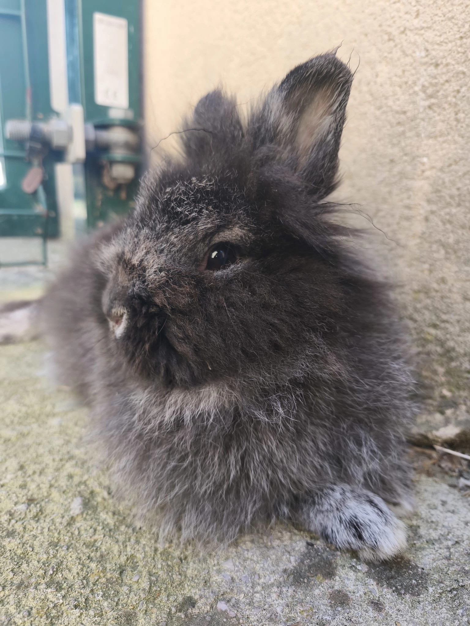 Lili - Rue Mireille Ponsard, Marseille