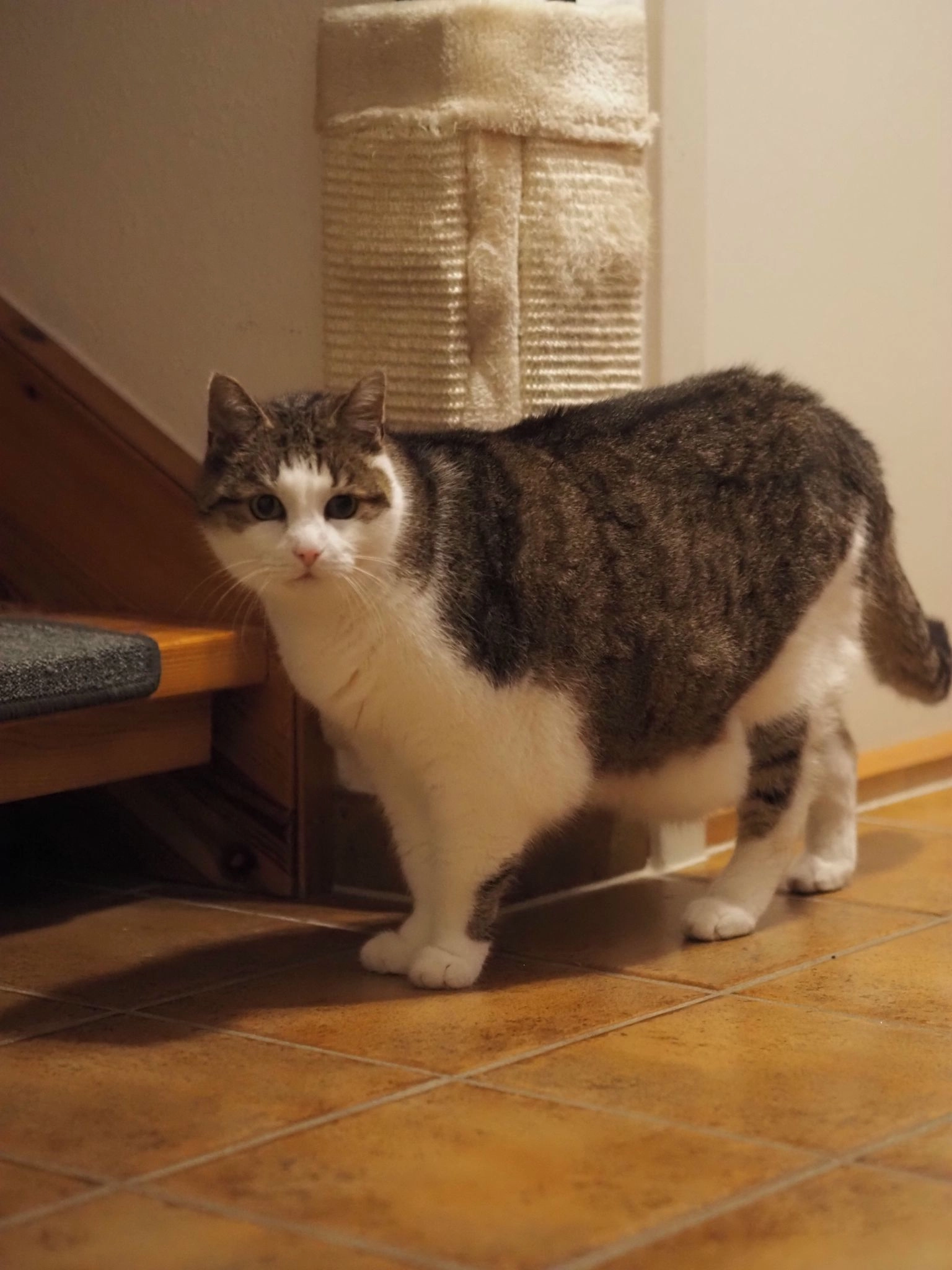 Shadow - 19069, Lübstorf