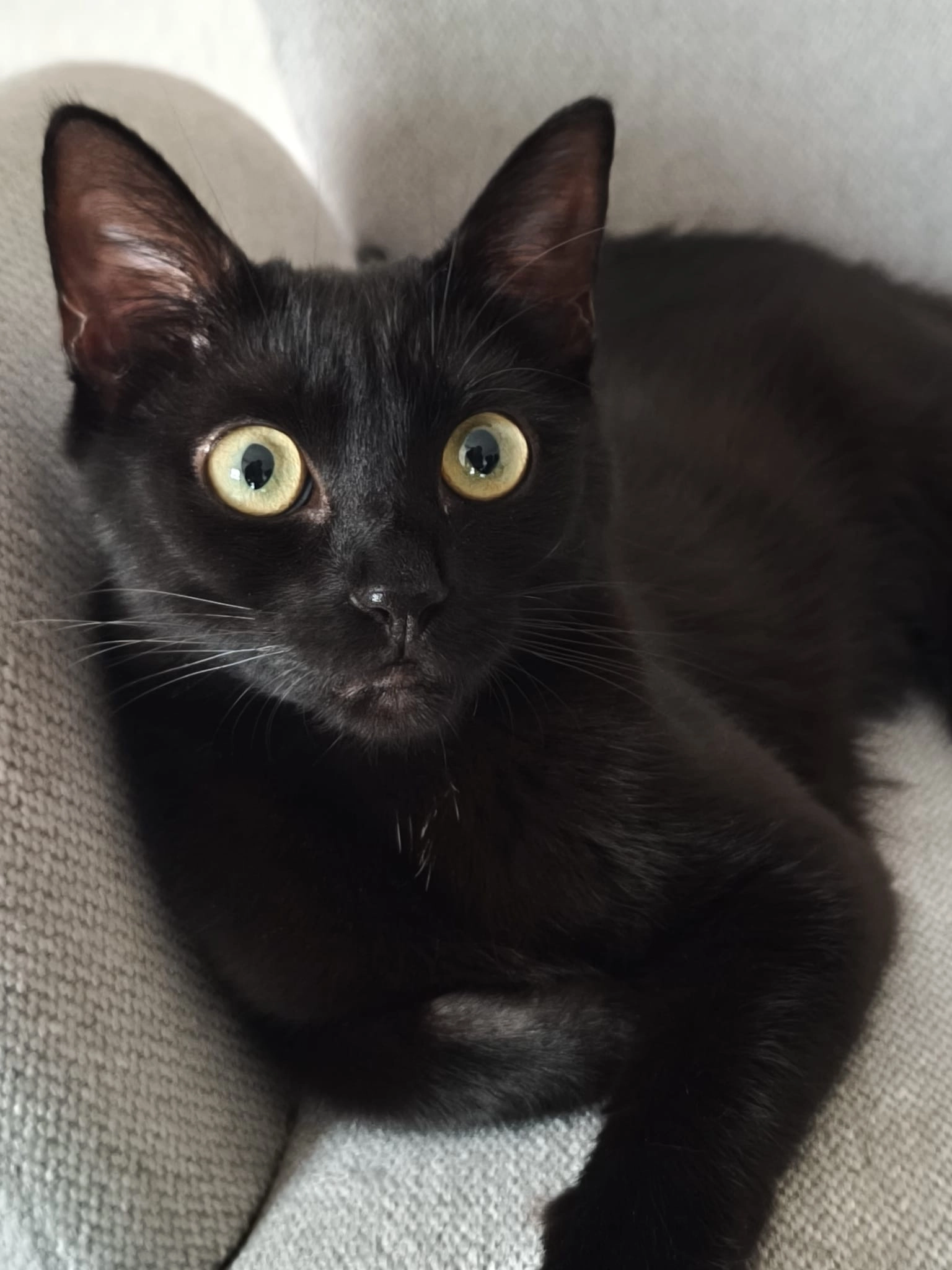 Miyu - Am Forum, Homburg