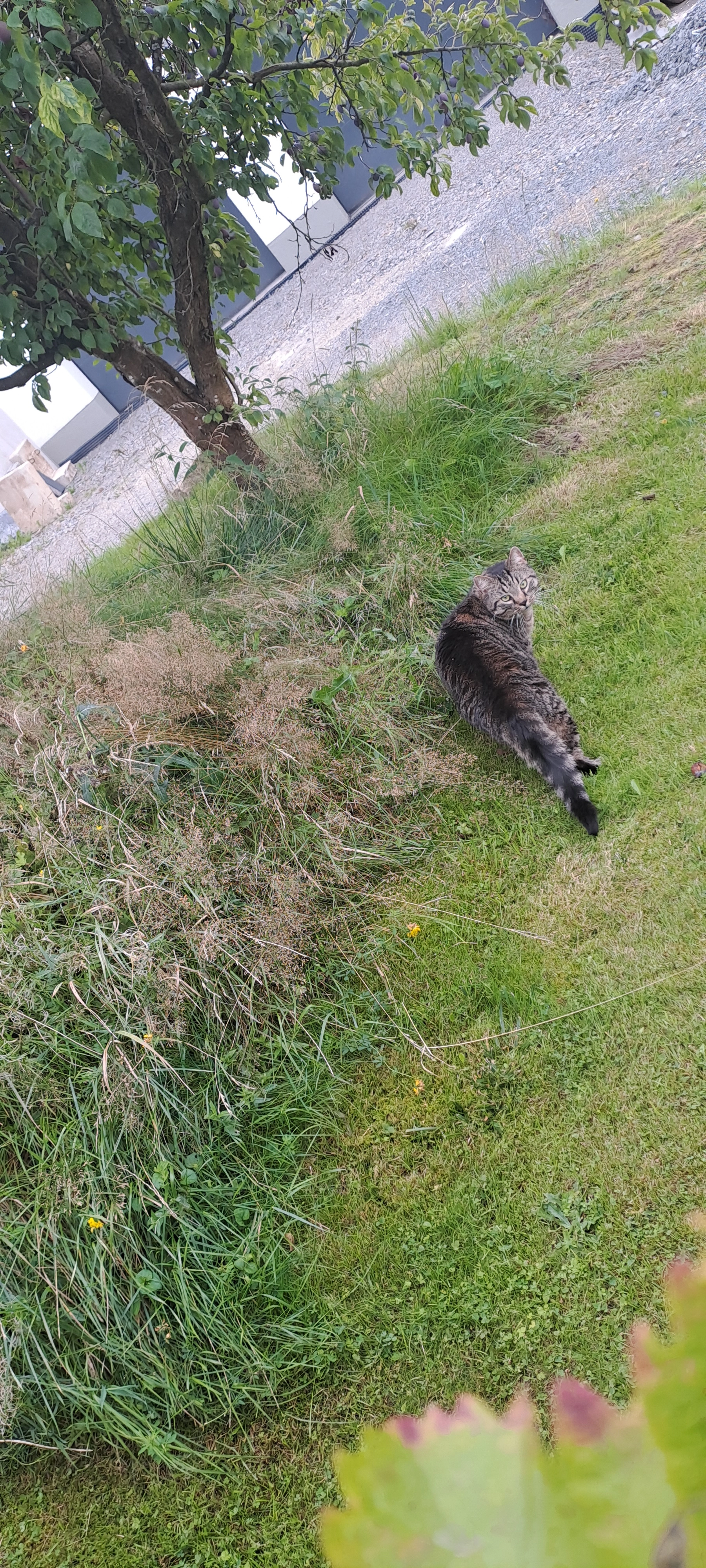 Tigger - Im Rosengarten, Lindlar