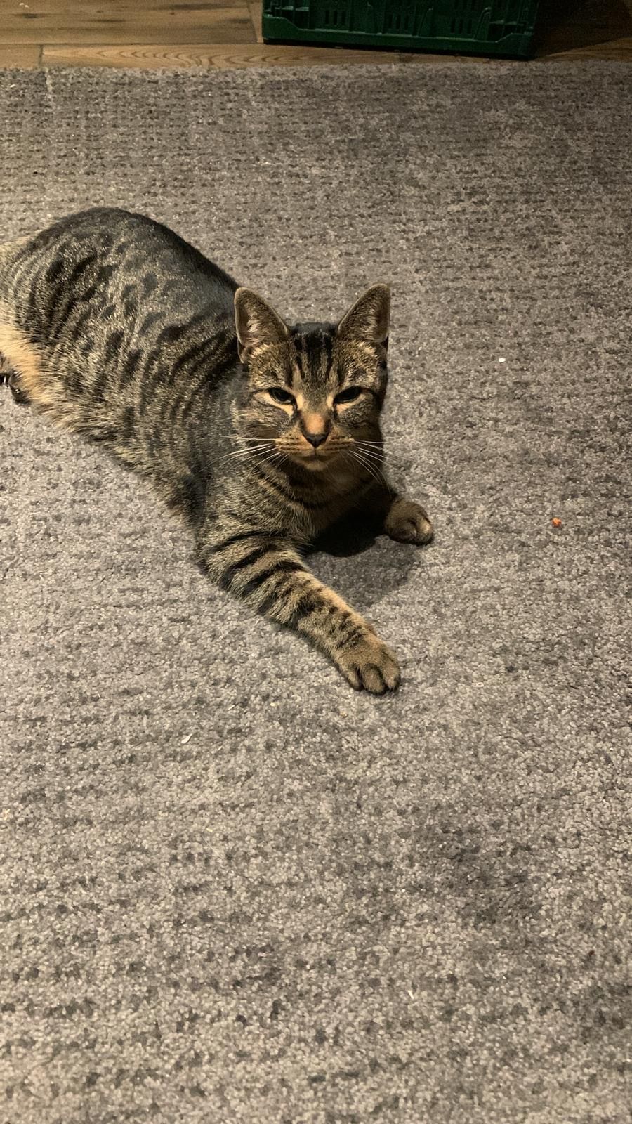 Lilly - Schwedderbergstraße 17A, Quedlinburg OT Bad Suderode