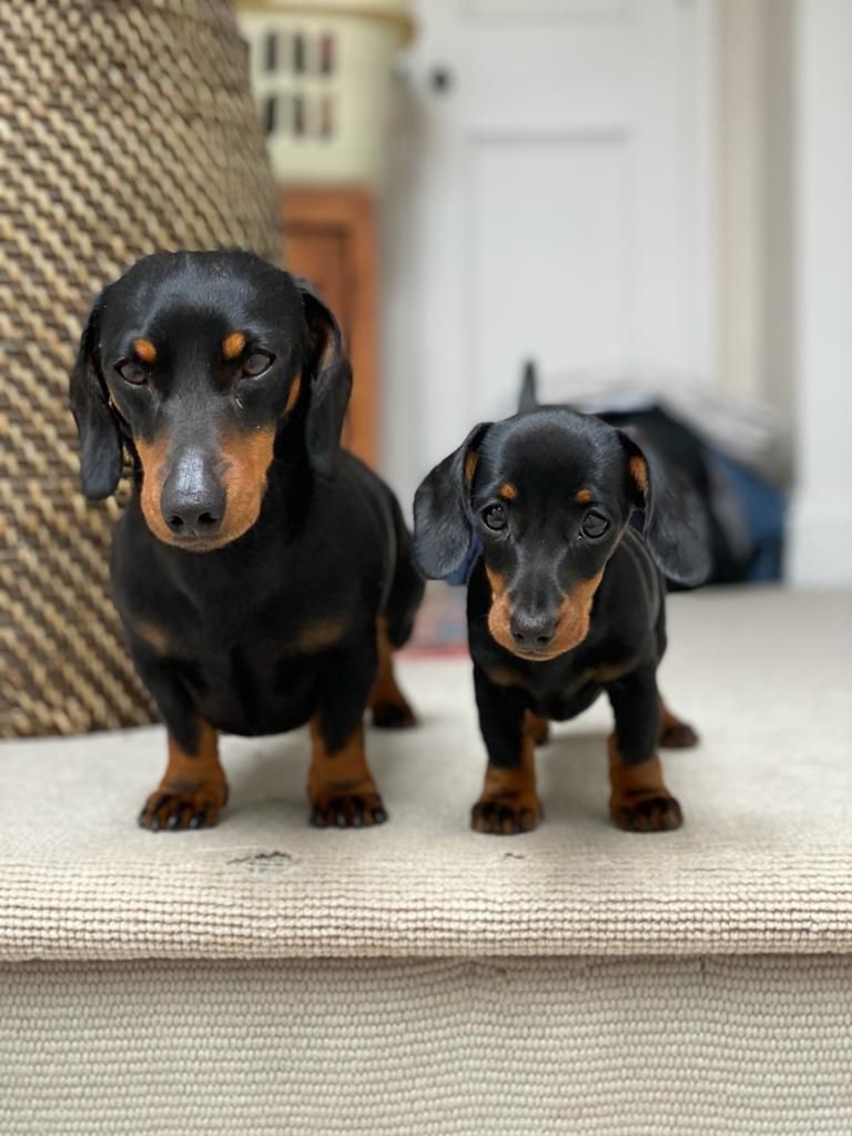 Monty and Margot - Keynor Lane, Chichester