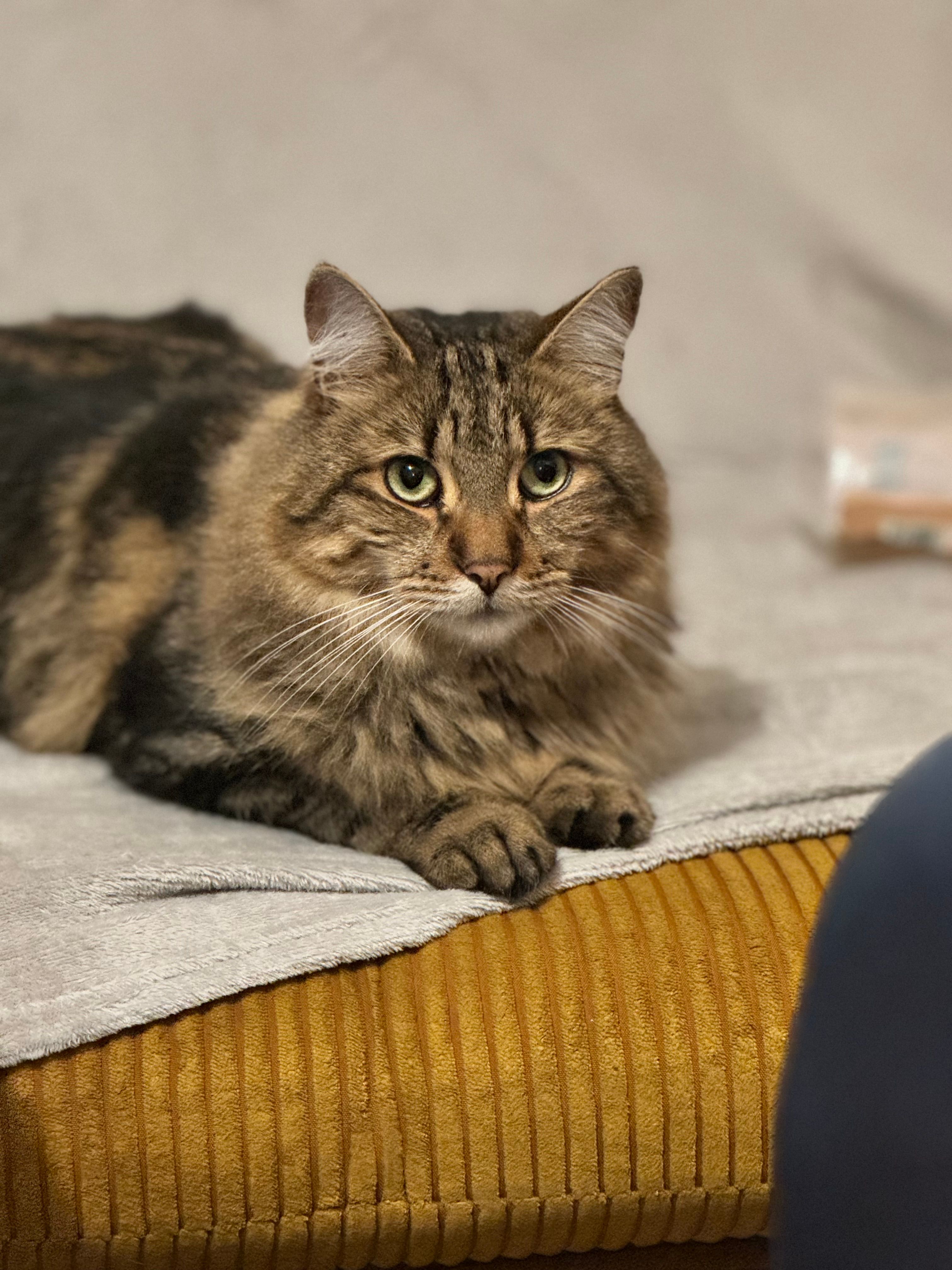 Jimmy  - City Road, Brechin