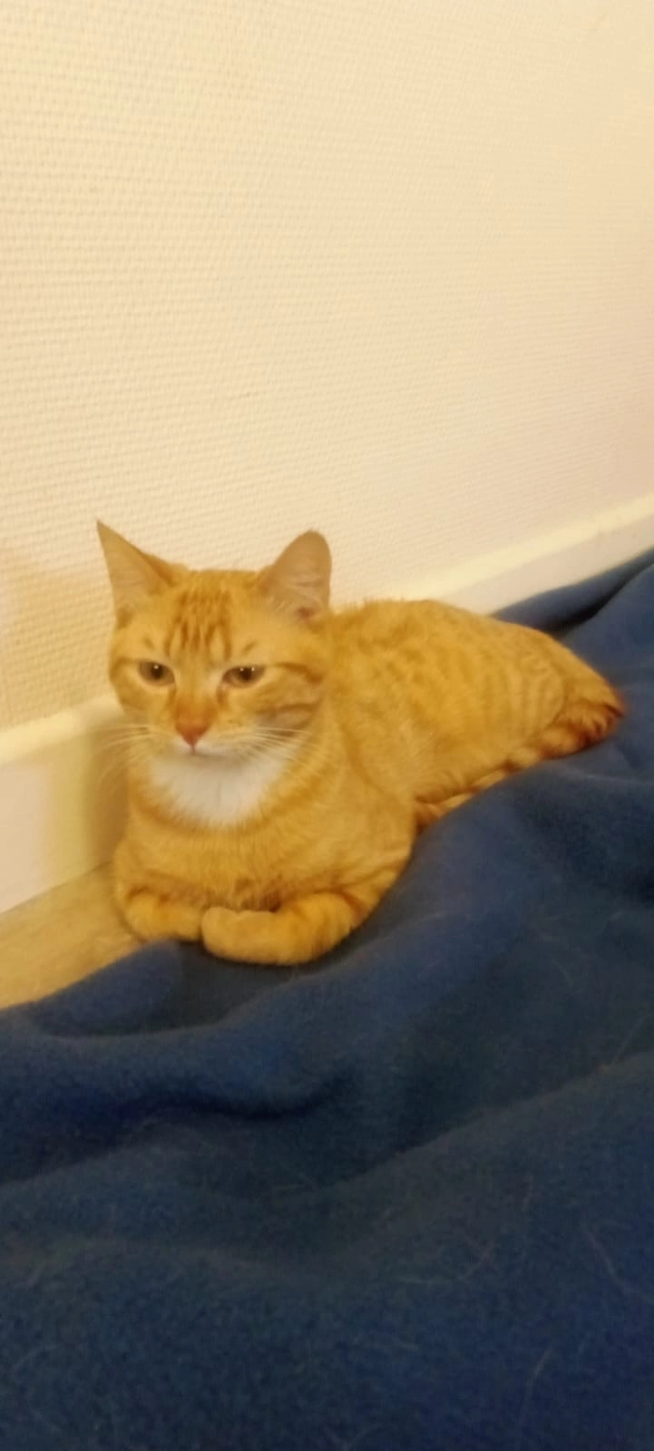 Sacha - Chemin De Foussot, Ouroux-sur-Saône