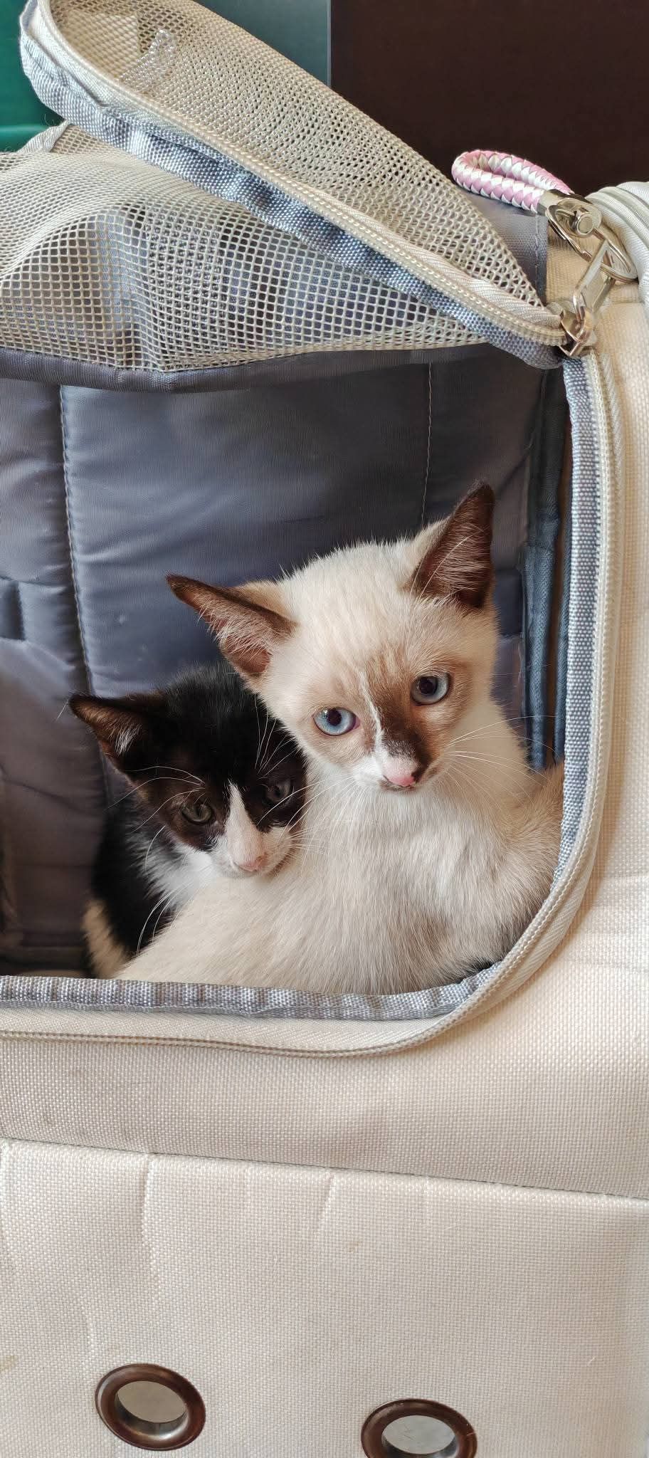 FUFU AND HUIHUI - 81100, Johor Bahru