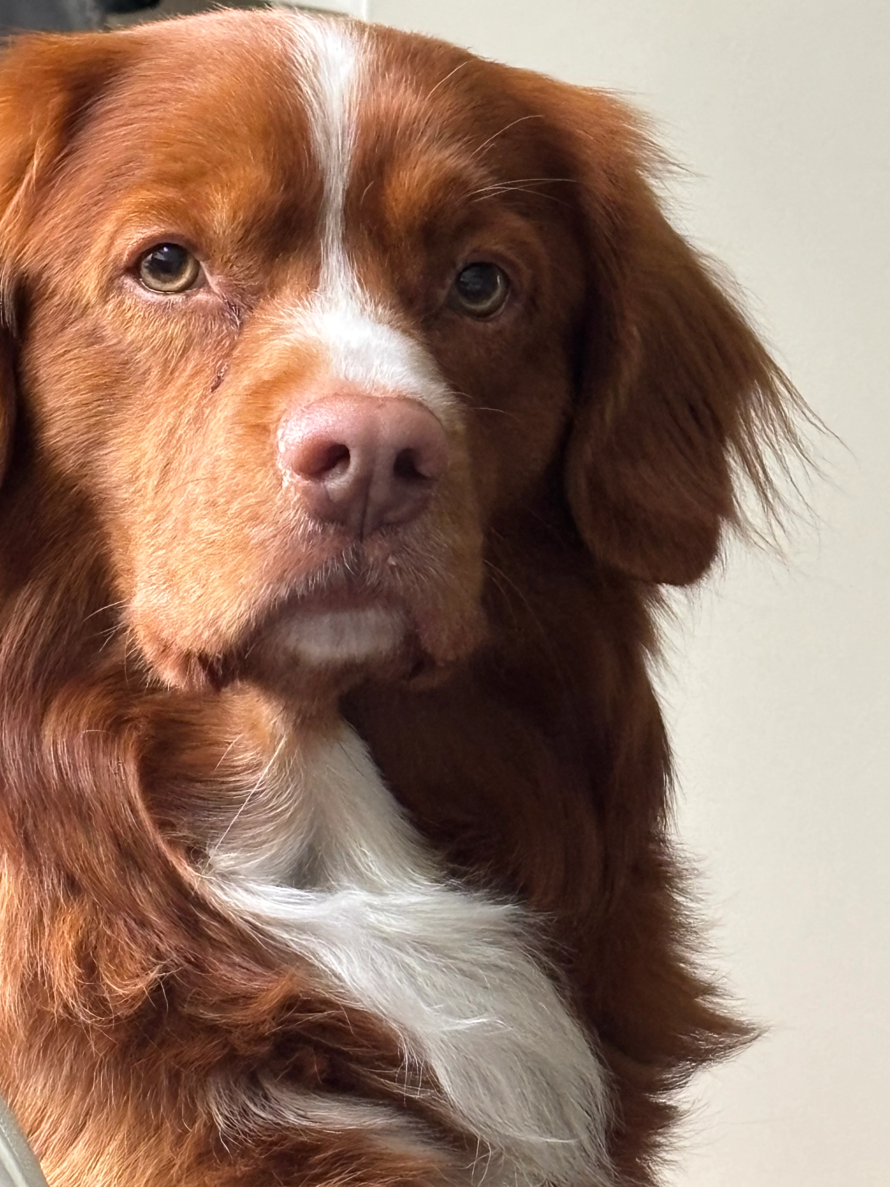 Boris - Amsterdamsestraatweg, Baarn