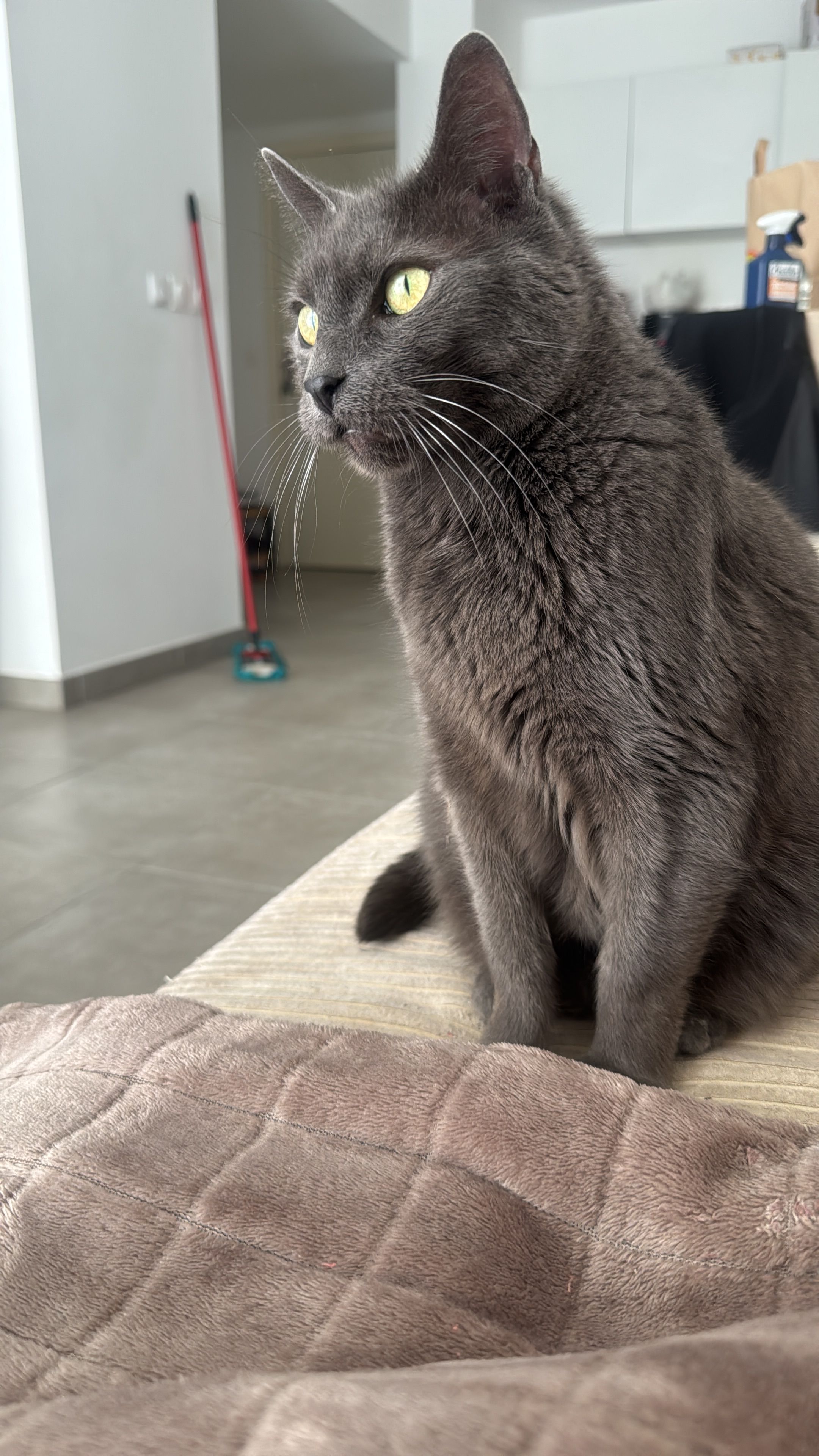 Cookie - Autoroute du Soleil, Les Granges-Gontardes