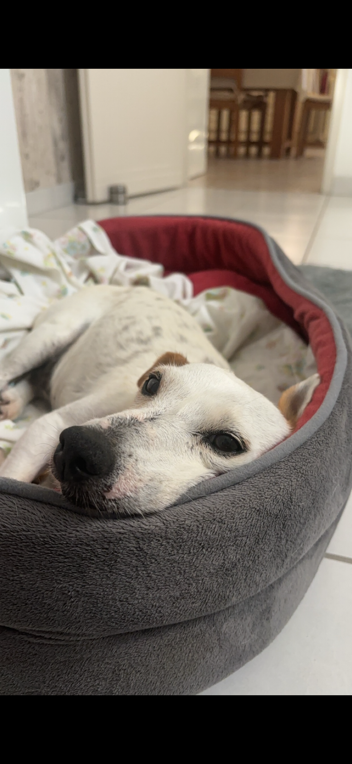 Frimousse  - 4 Rue Croix Mainmain, Jarnac-Champagne