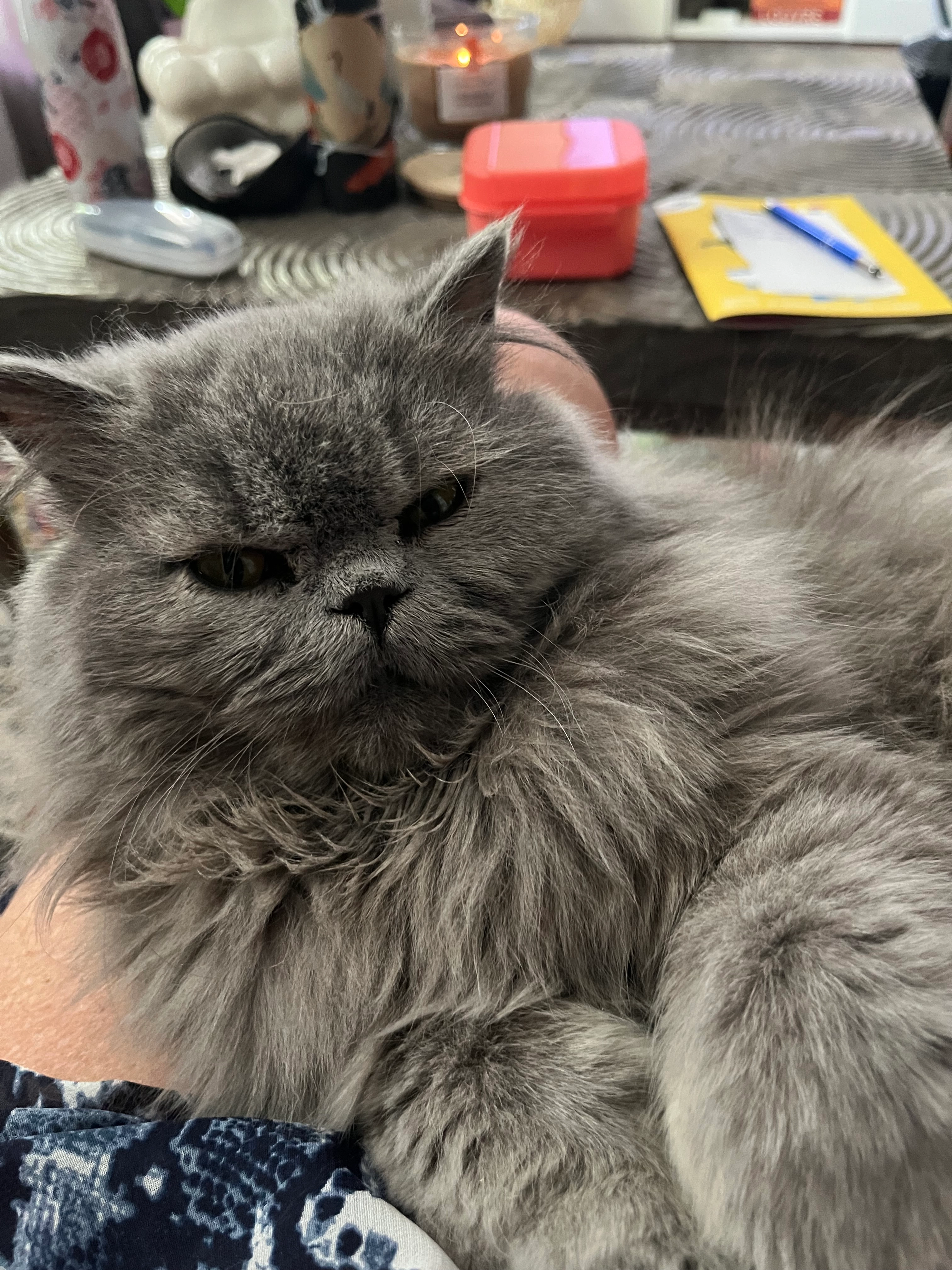 Zeus - 17 Rue Bouruet-Aubertot, Arradon