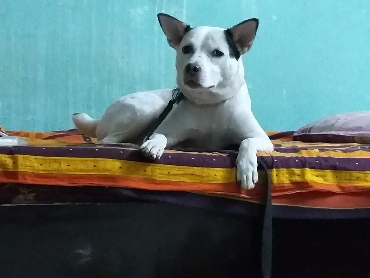 Bruno - Vijayawada Machilipatnam Road, Housing Board Colony