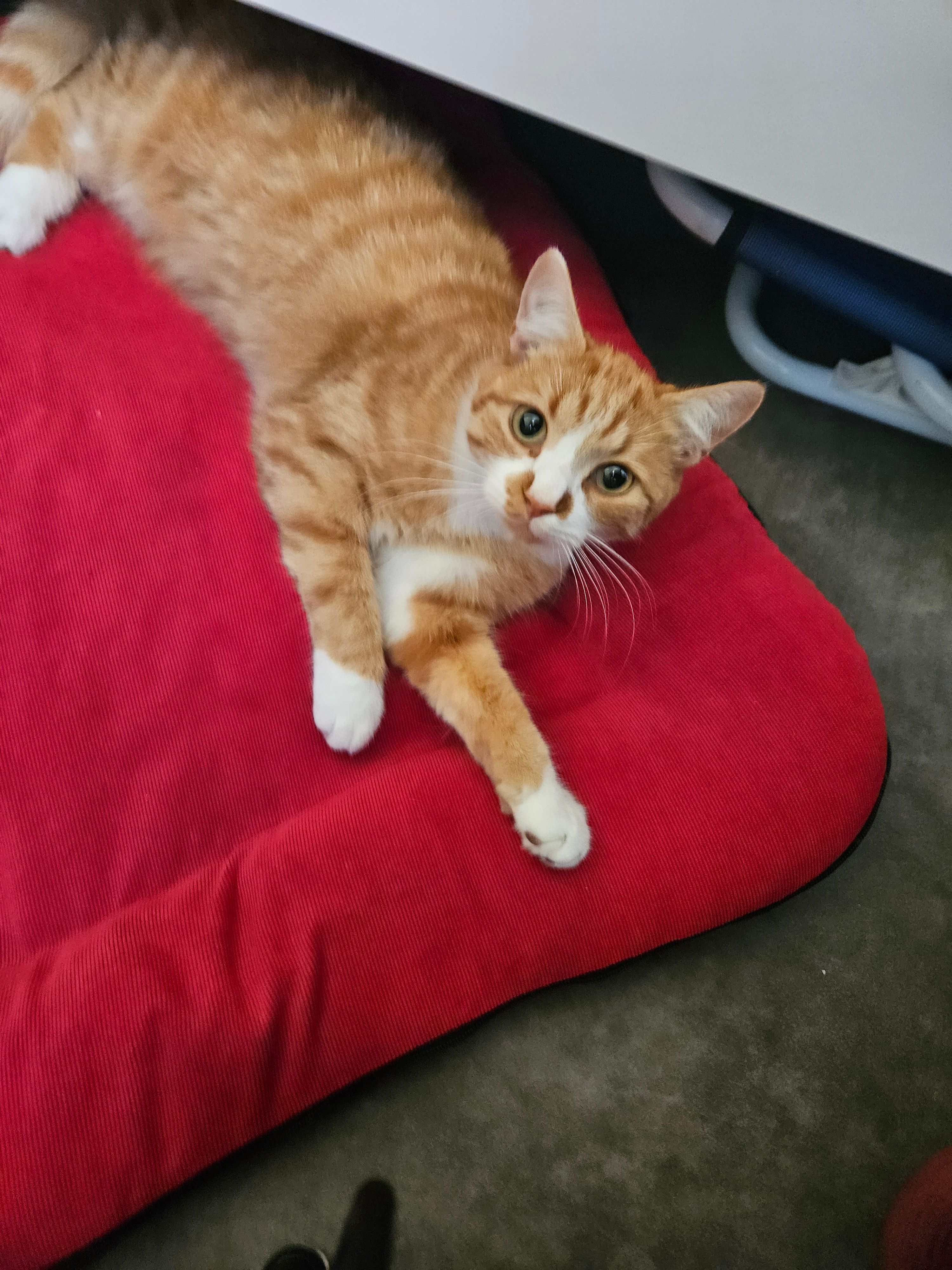 ULYSSE  - Rue du Capitaine Adrien Breton, Louviers