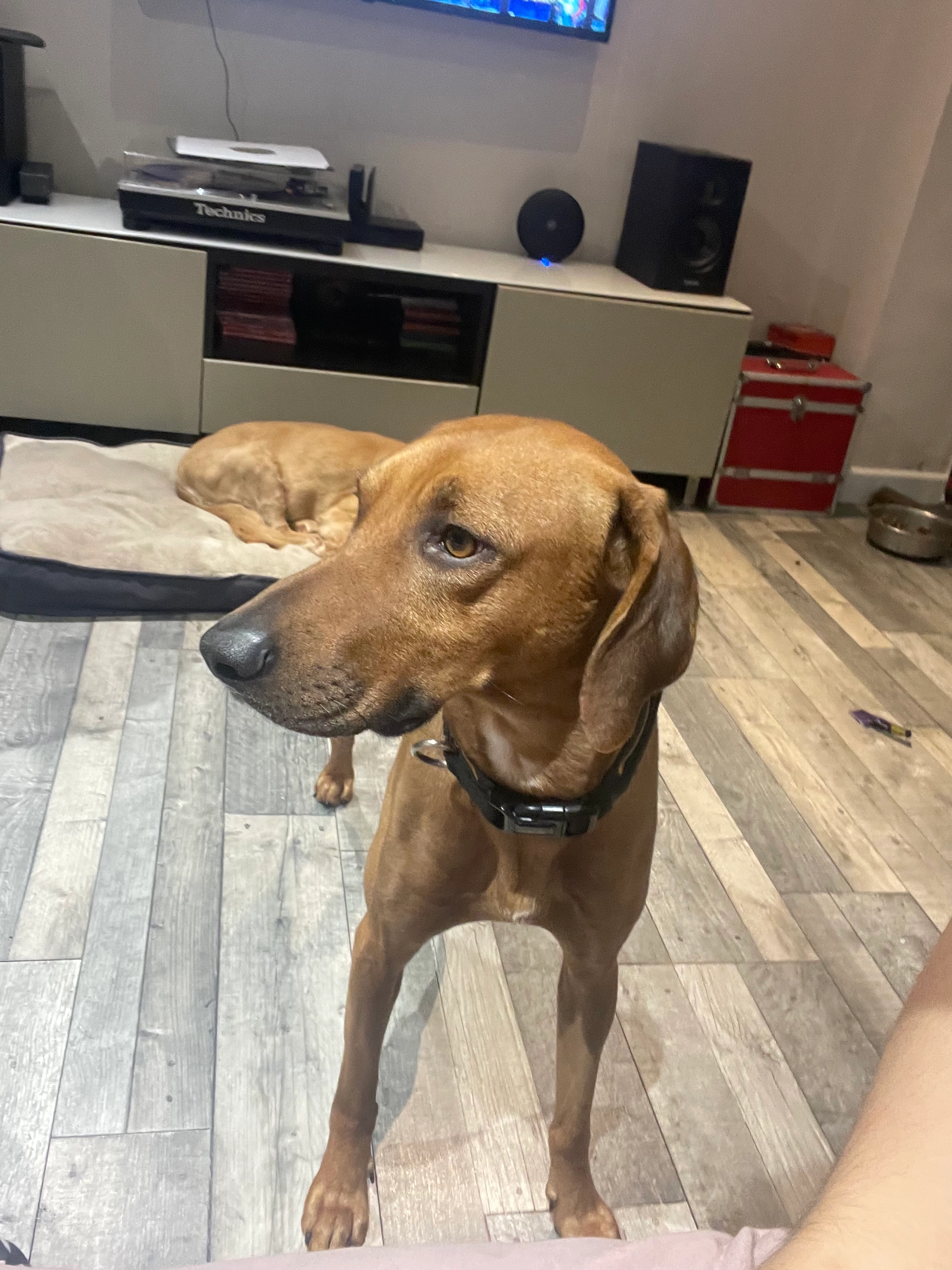 Jaffa  - Laburnum Lane, Warrington