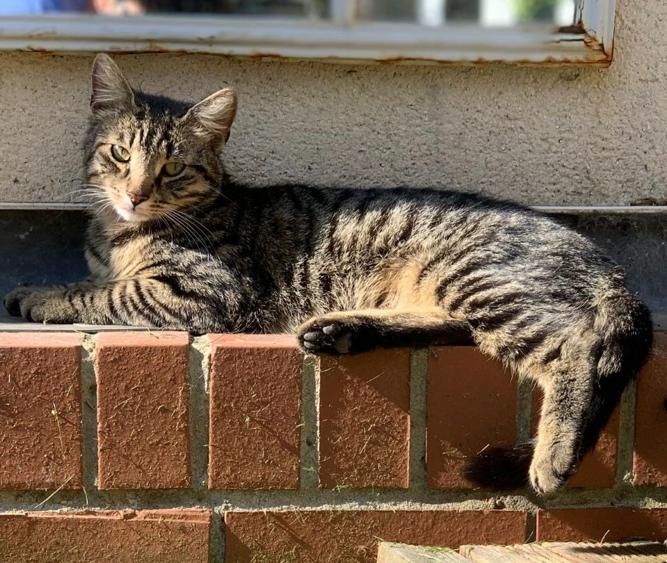 Milo - White Horse Road, Marlborough
