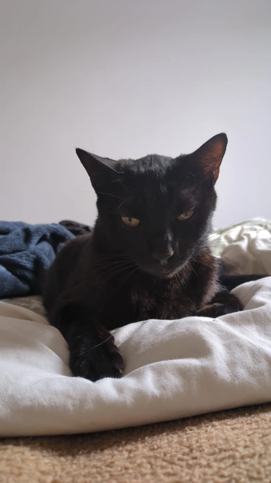 Panter - Avenida de Joan Miró 286, Palma