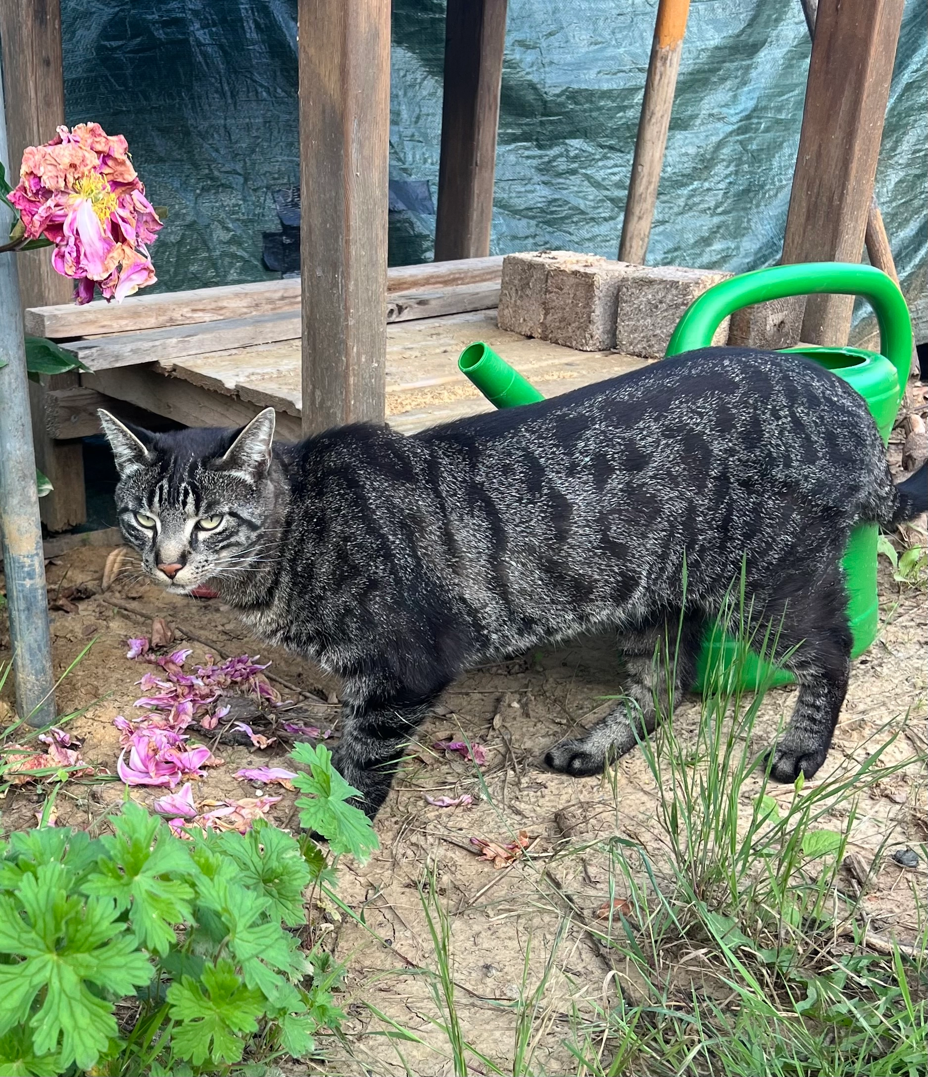 Lenny - Bergstraße, Angelbachtal