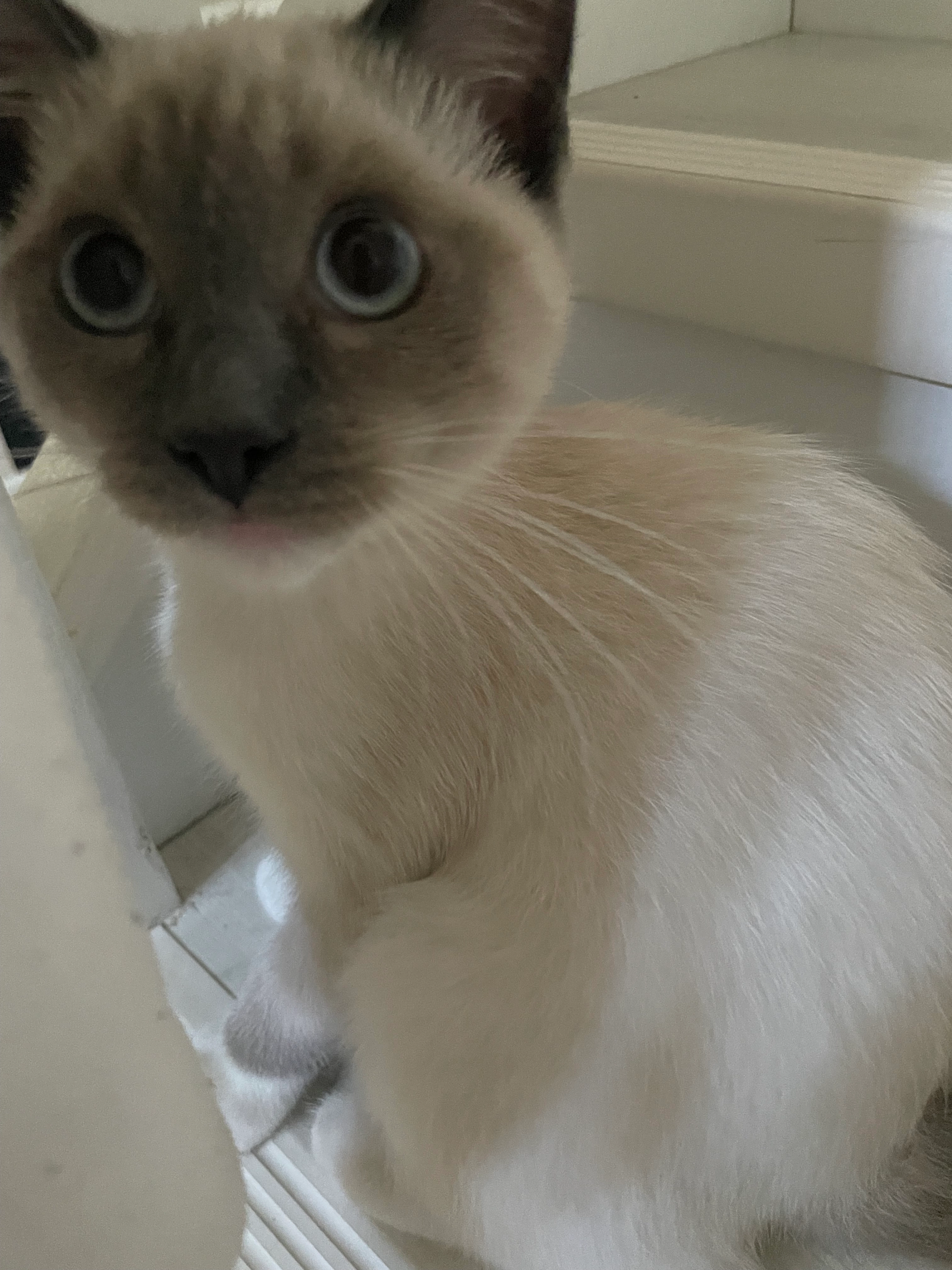 Luna - EH29 9, Kirkliston