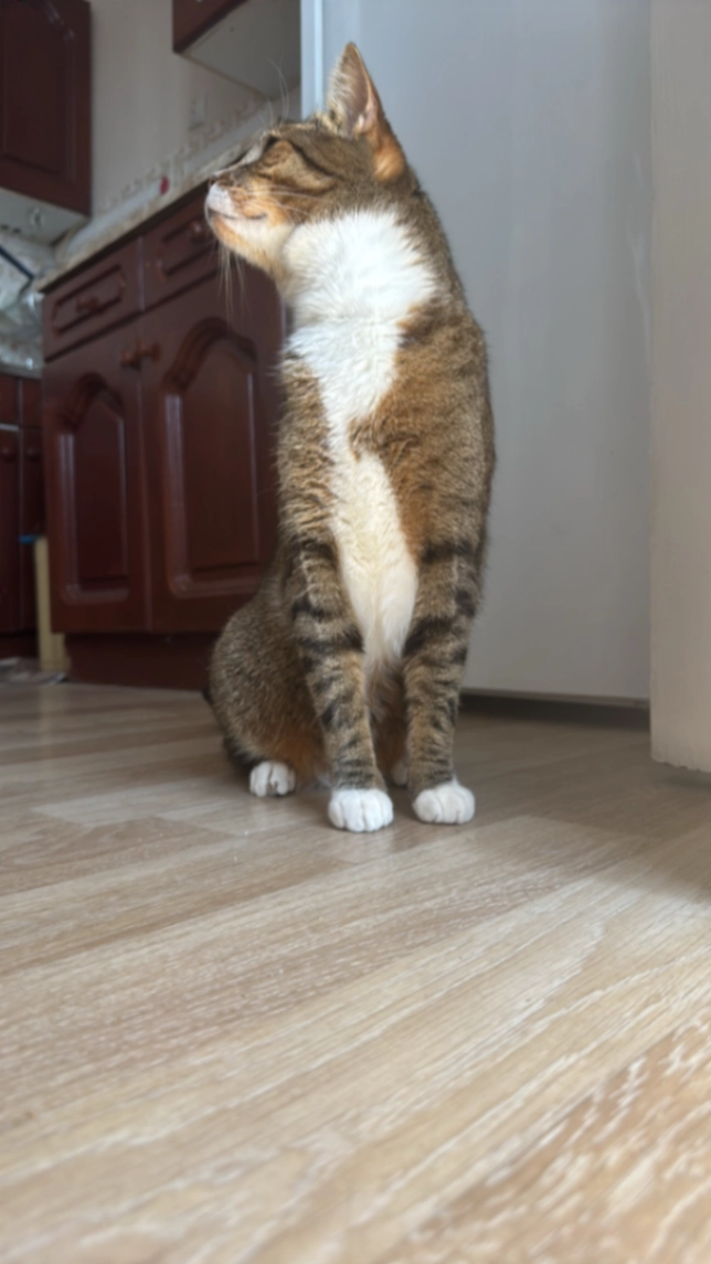 Simba - Улица Блаже Конески, Радовиш