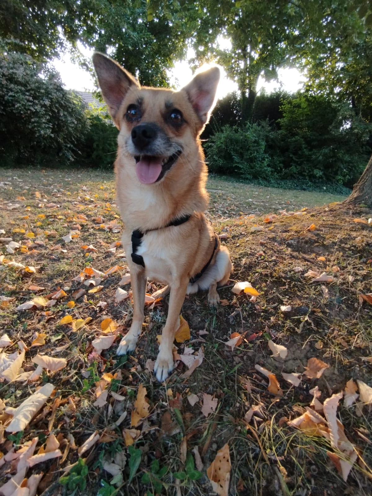 Moris - Rue de la Mairie, Vauréal