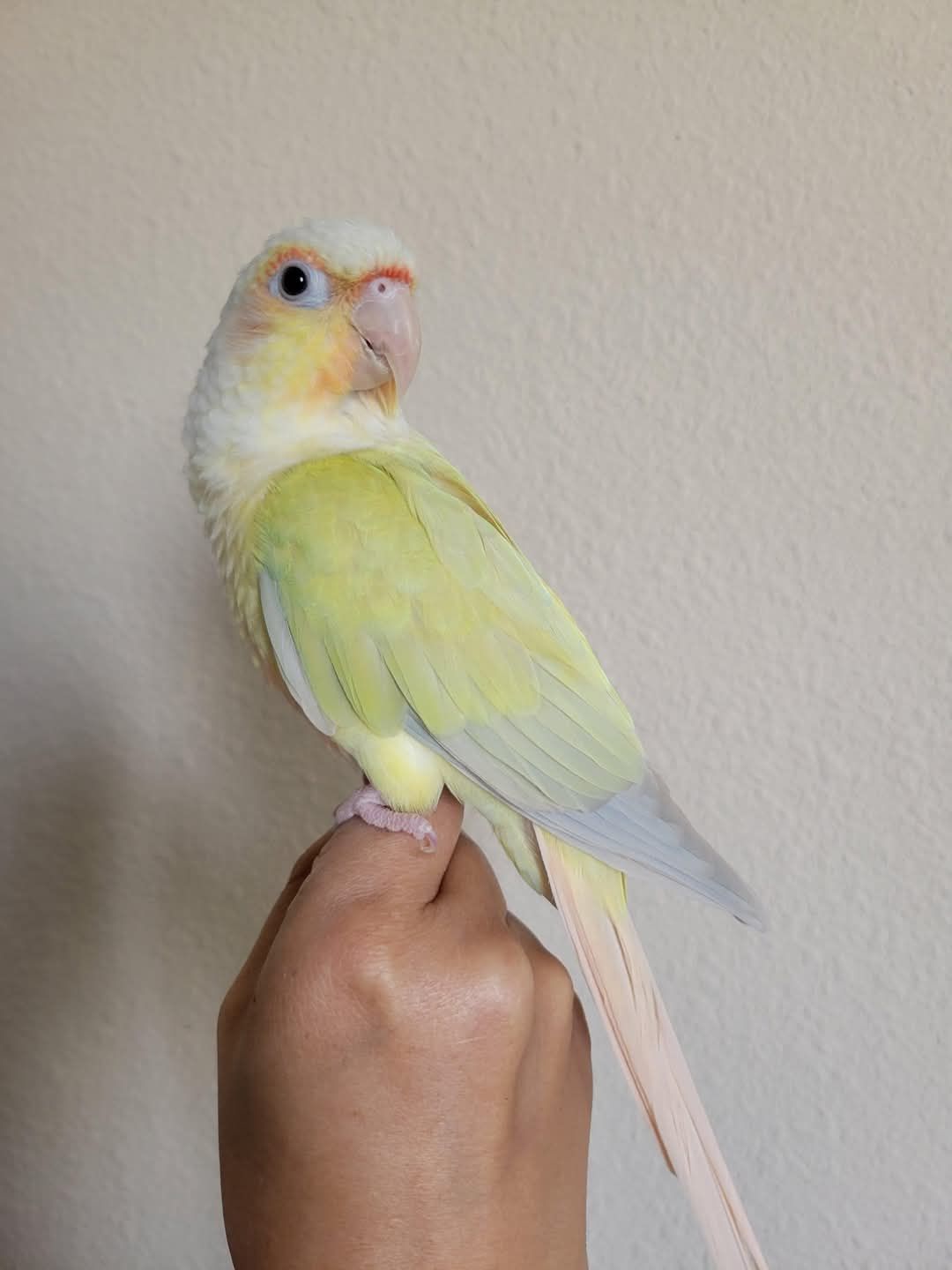 Pride - Rue De Taisnières, Frameries