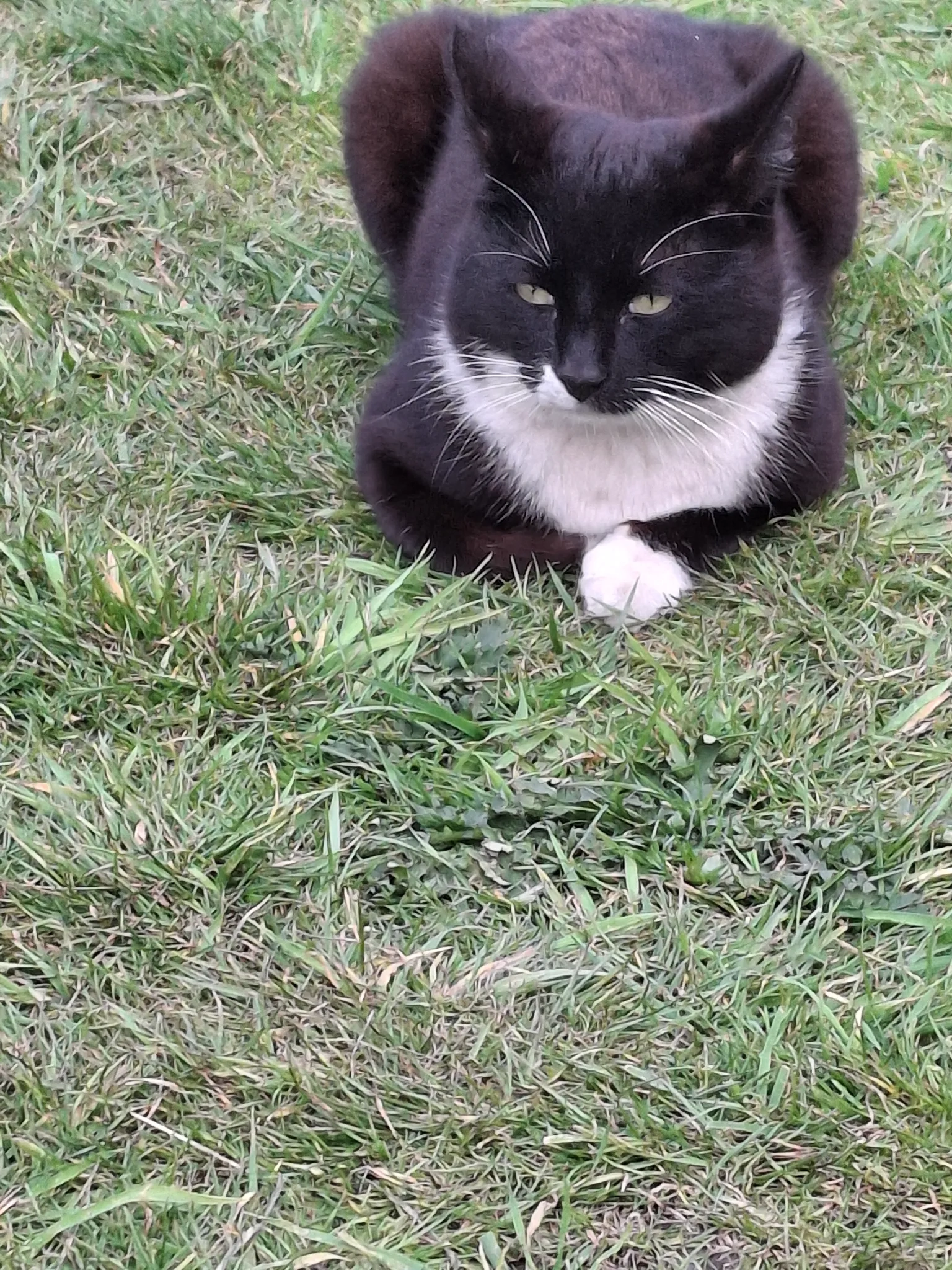 Oreo - Forrester Street, Walsall