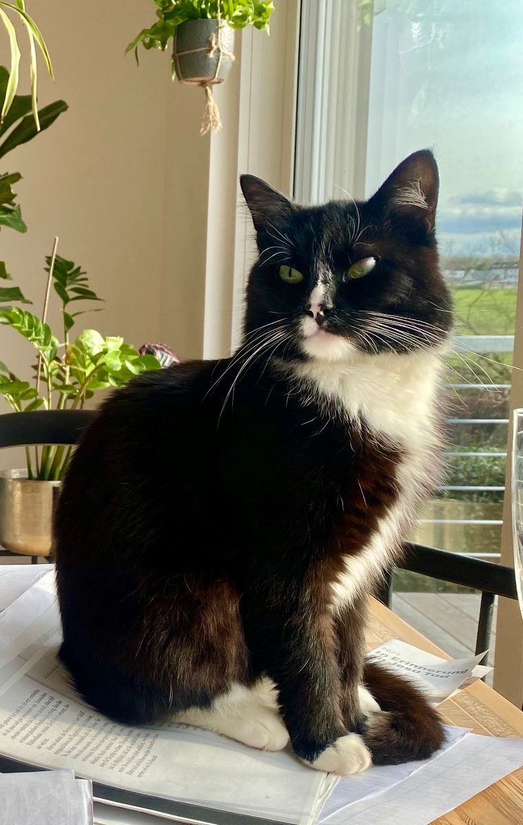 Kuba  - Katharinenstraße, Stuttgart