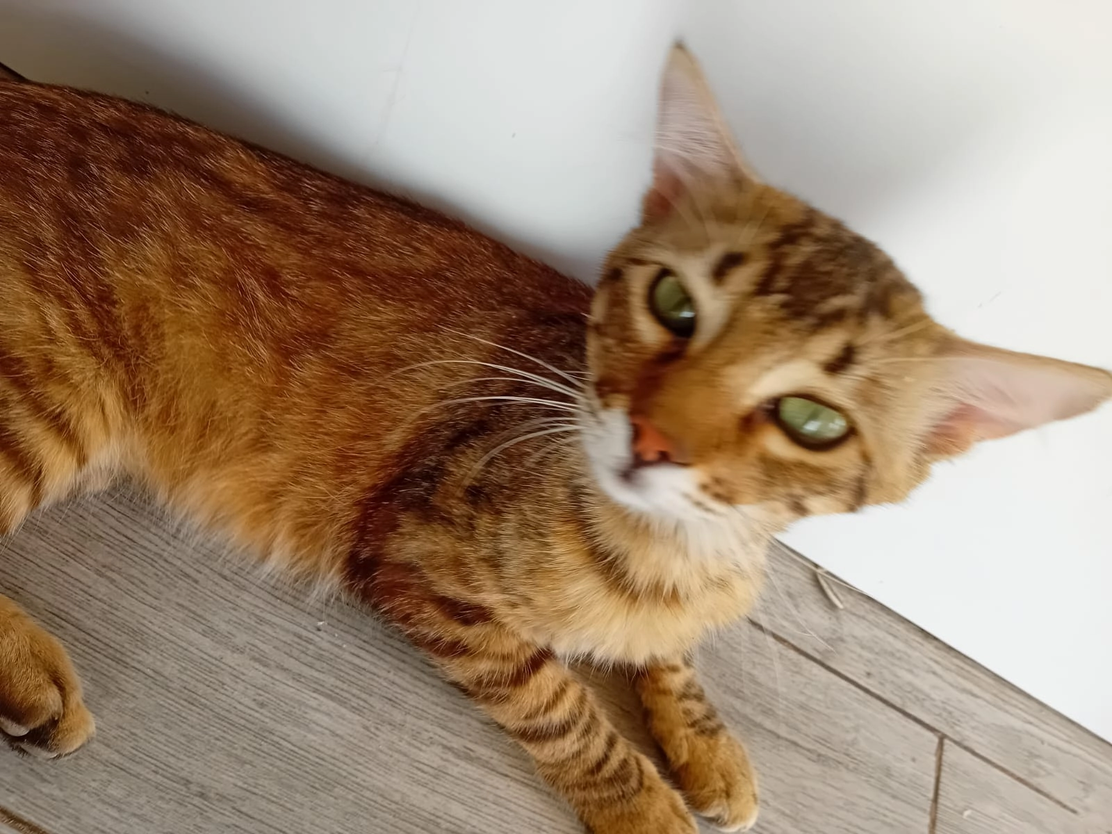 Peluso - Cr Benalmadena, Benalmádena