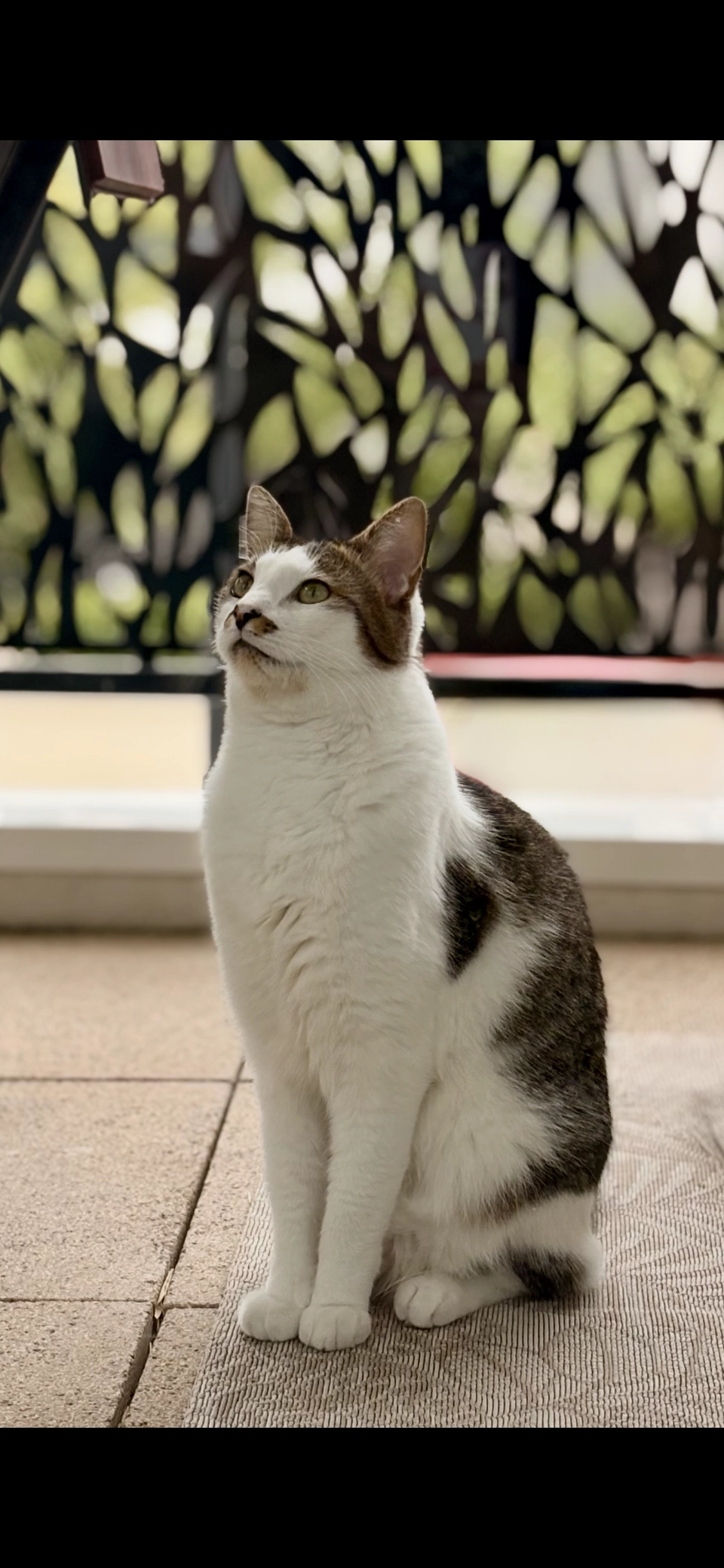 Buddy - Rue des Essarts, Mennecy