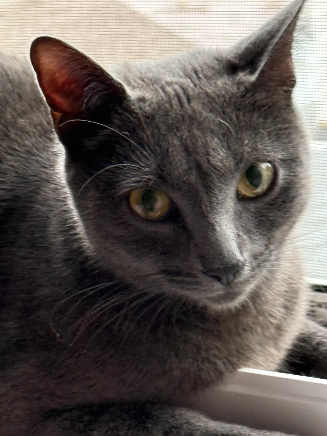 Missing Cat - Springfield Ave, Hasbrouck Heights